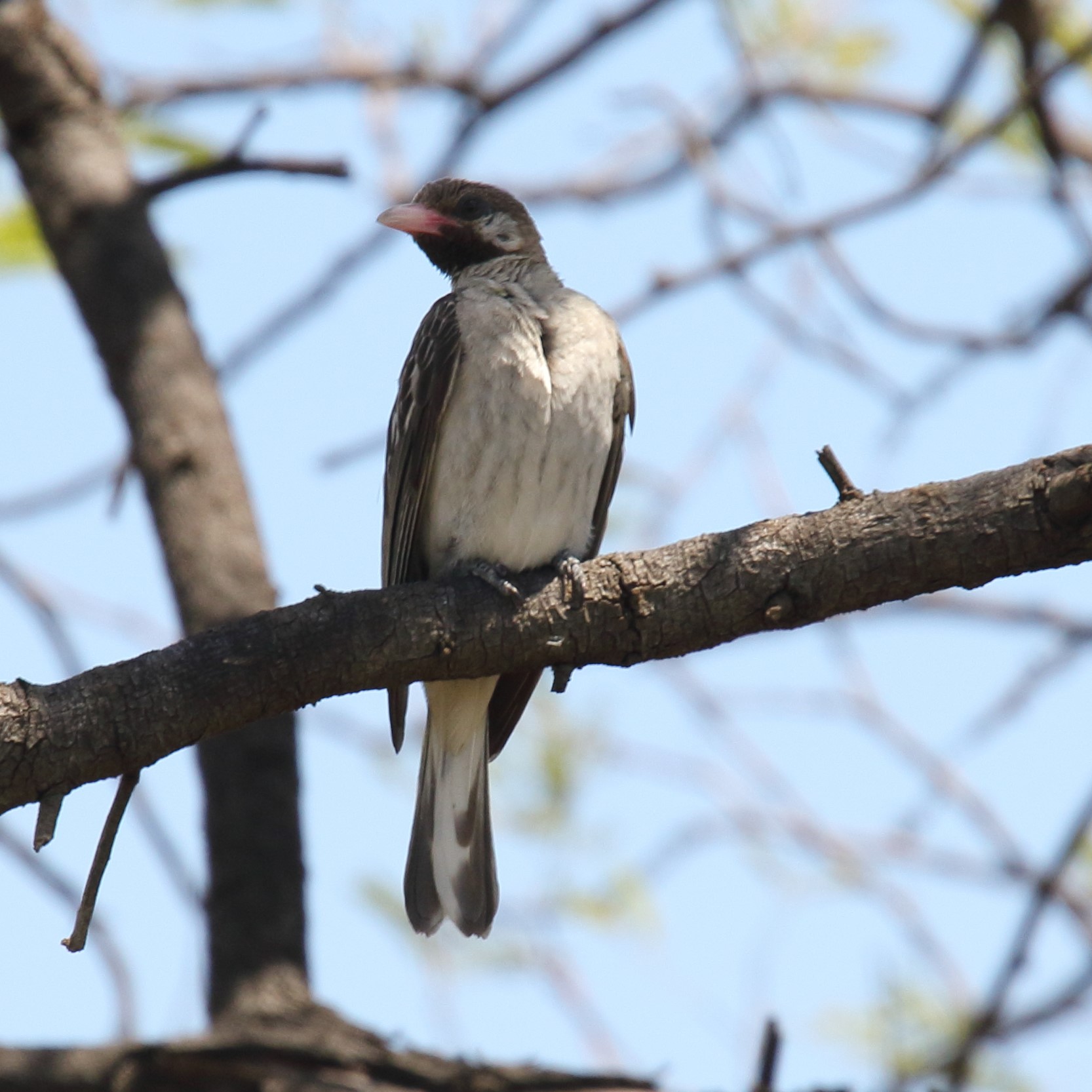 Großer oder Schwarzkehl-Honiganzeiger