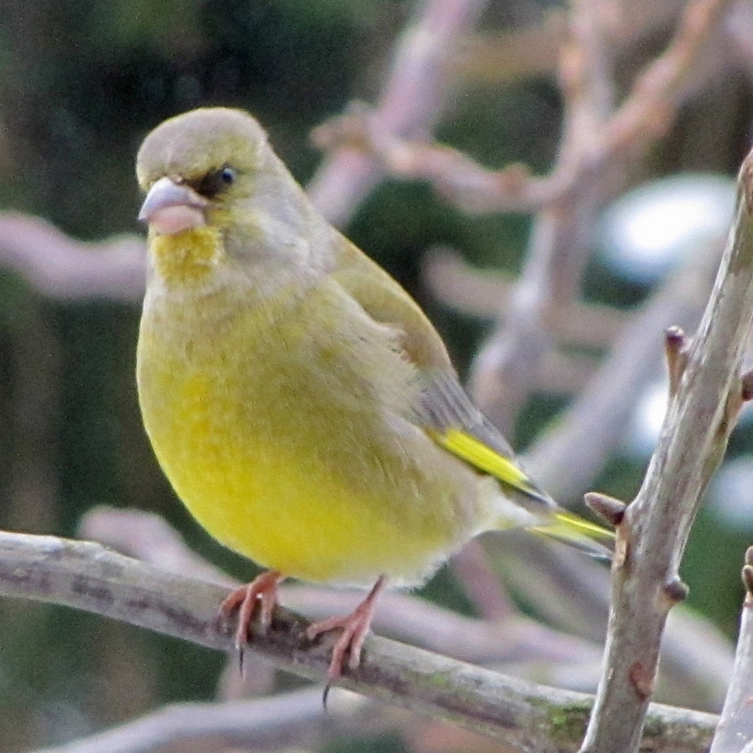 Grünfink - green finch