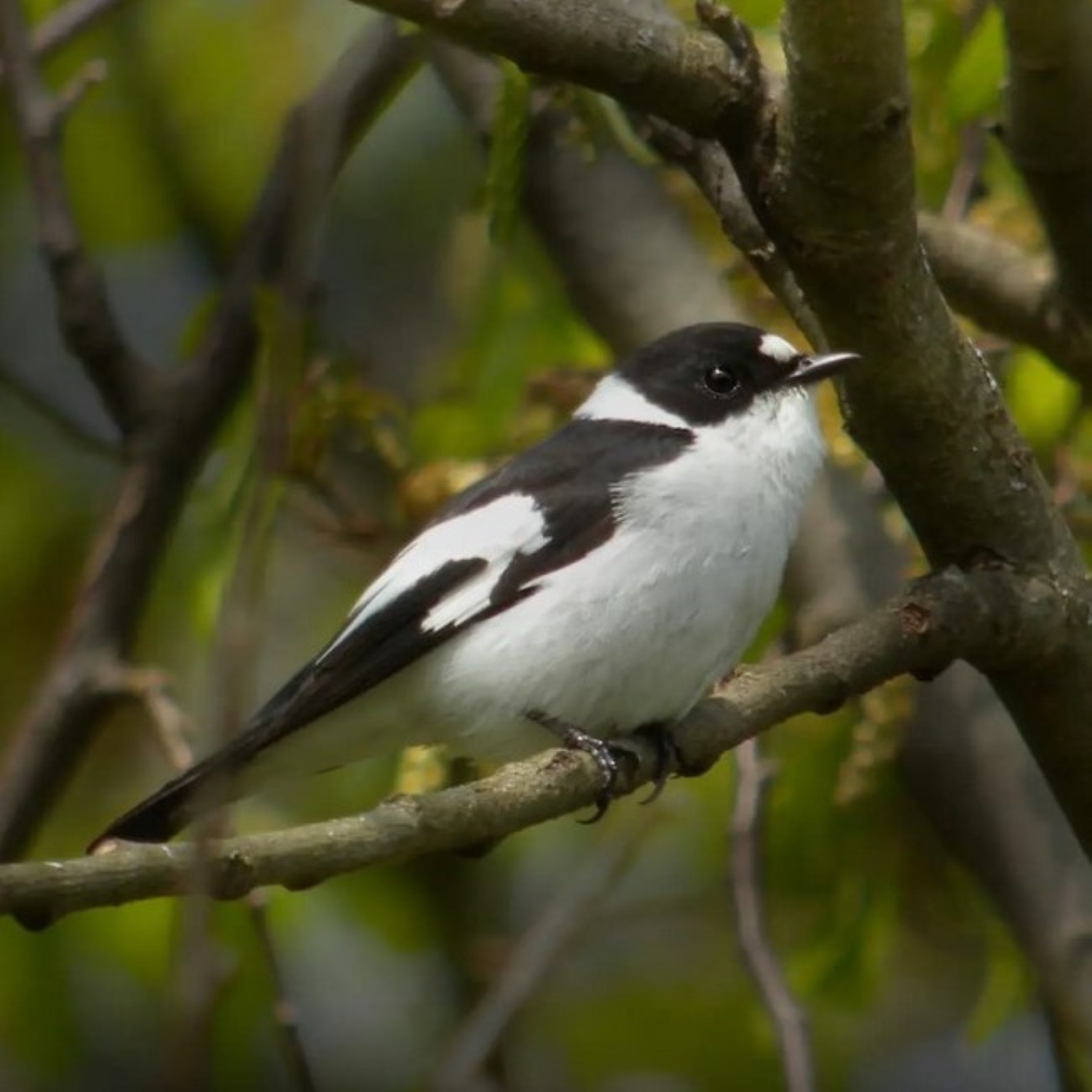 der Halsbandschnäpper - Ficedula albicollis