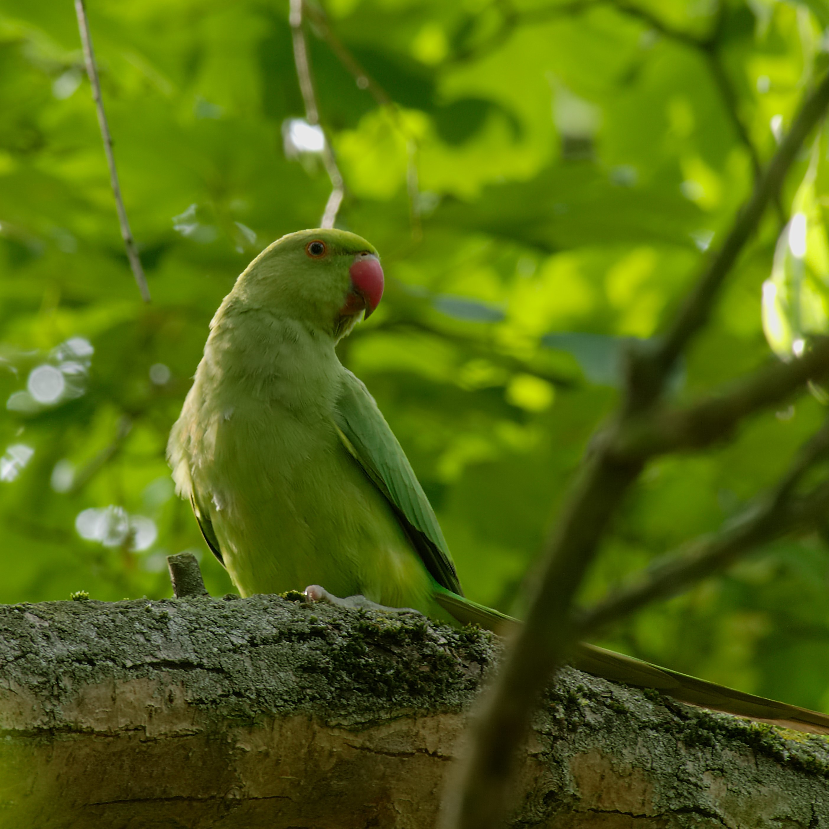 Halsbandsittich - ring-necked parakeet