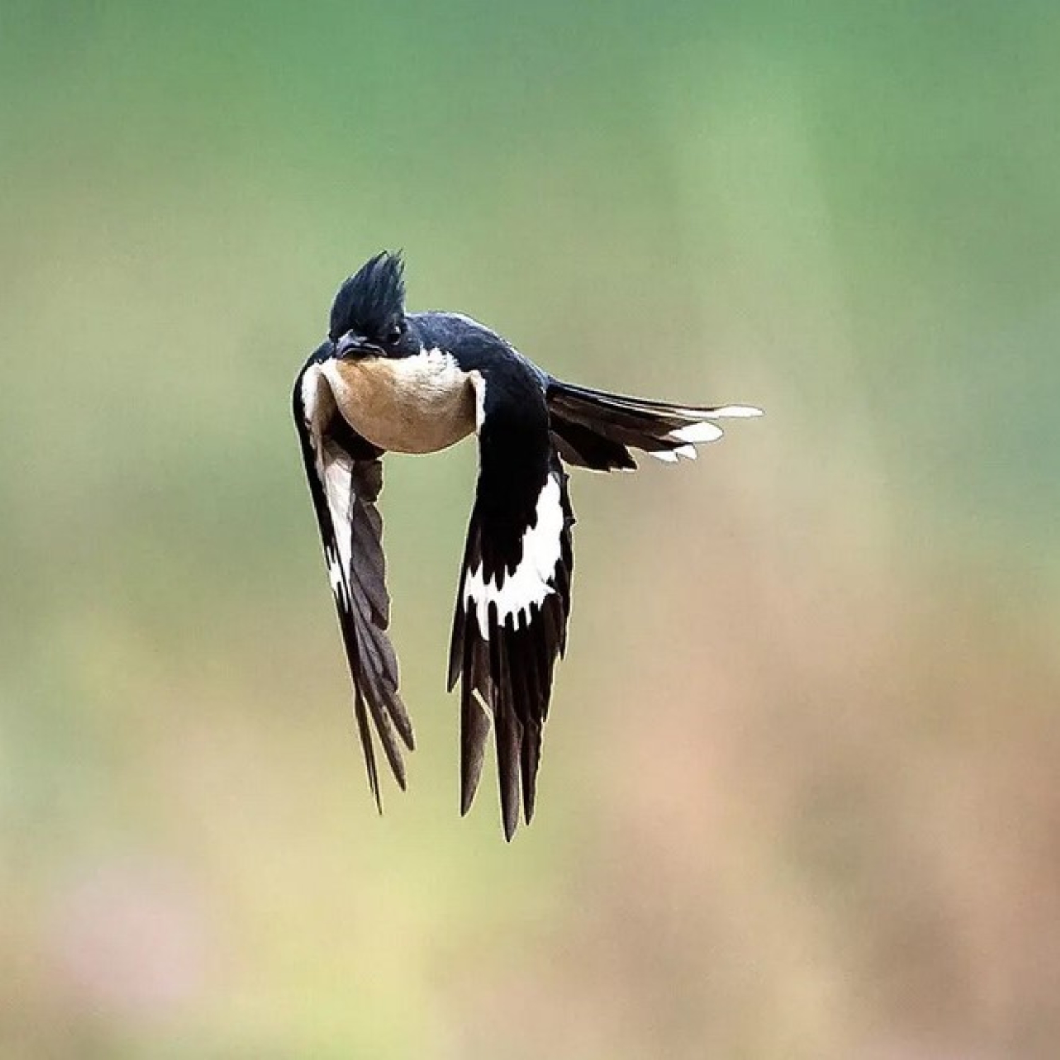 Rainbirds - Jakobinerkuckuck