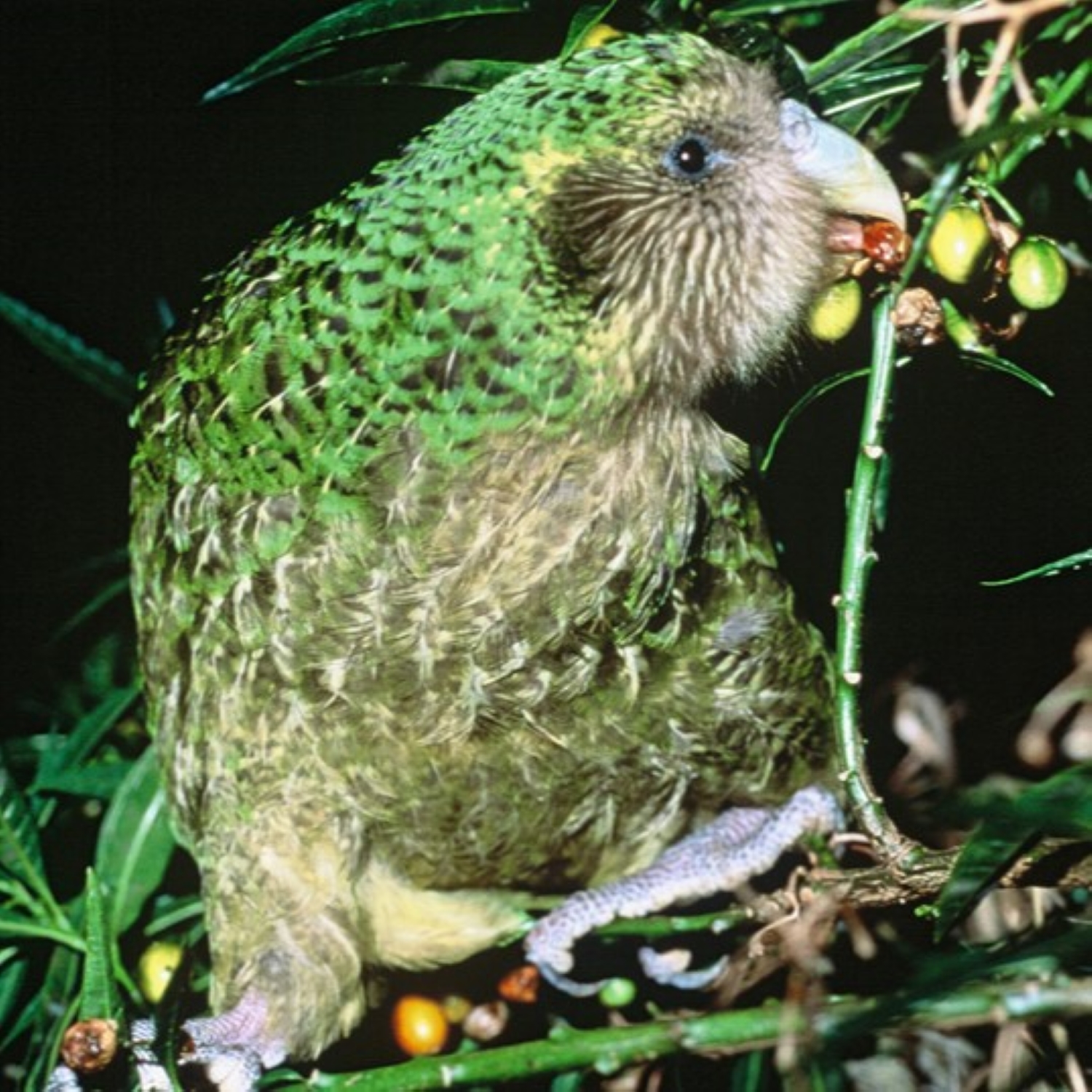 Kakapo - der Eulenpapagei