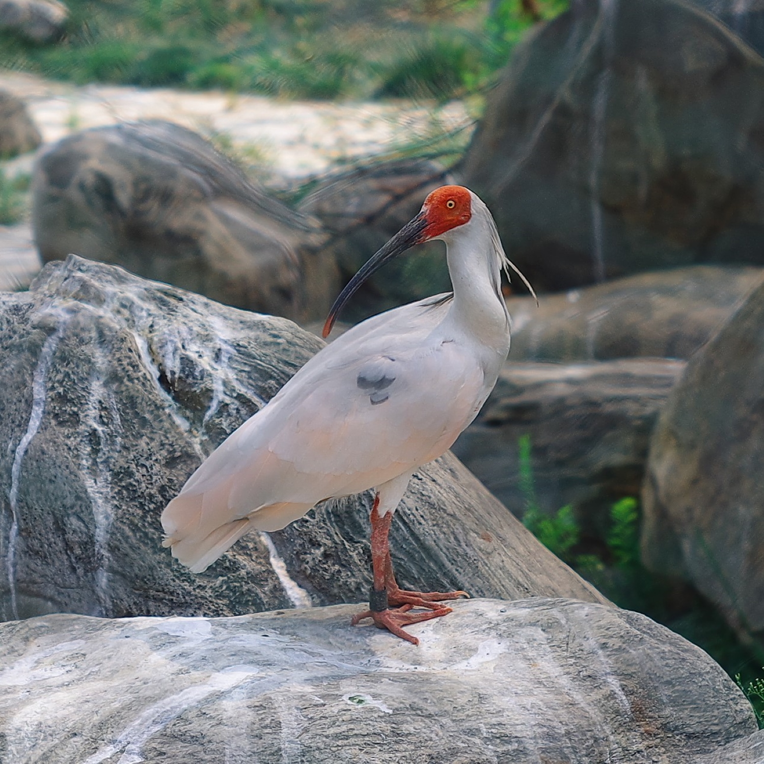 der Nipponibis