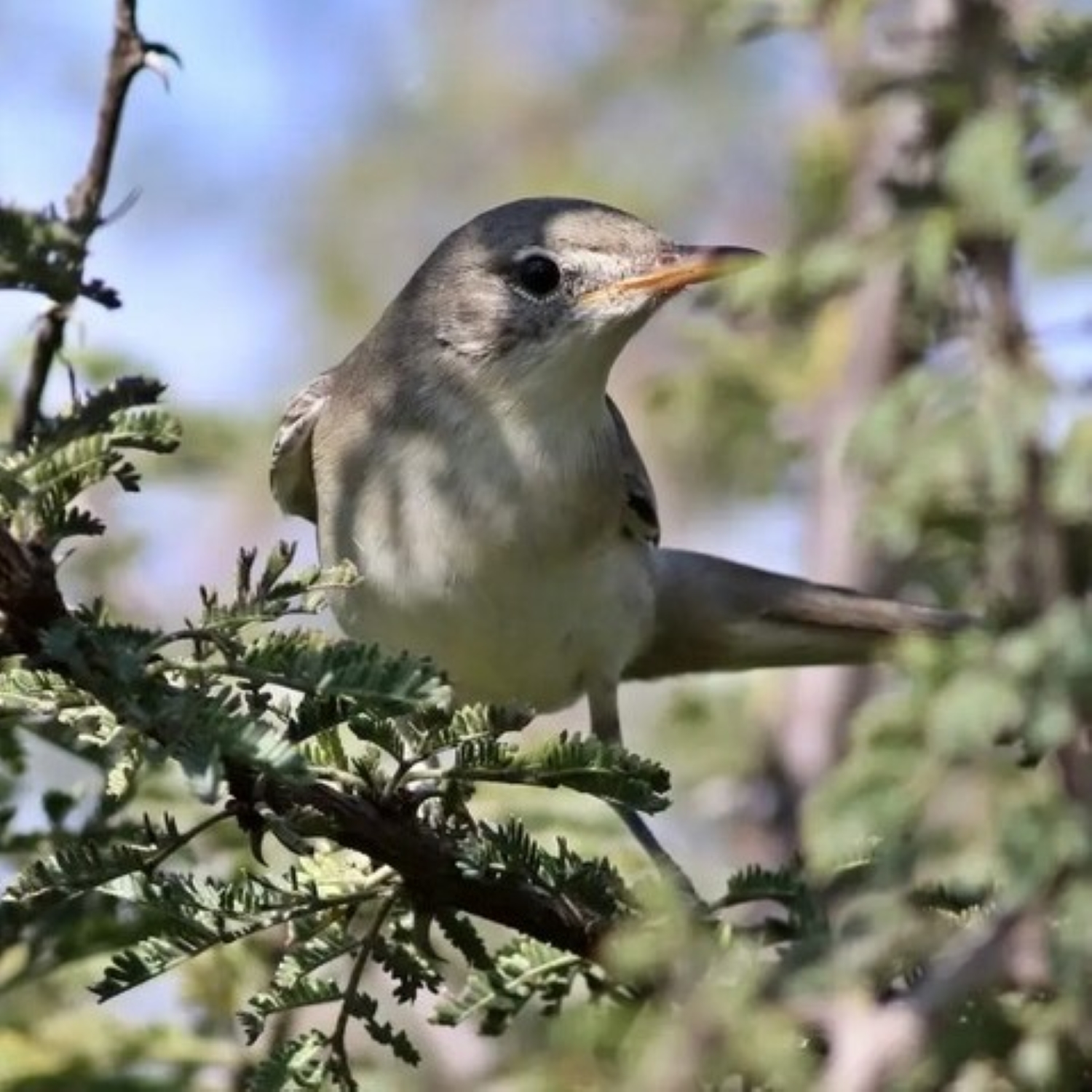 Olivenspötter - Hippolais olivetorum