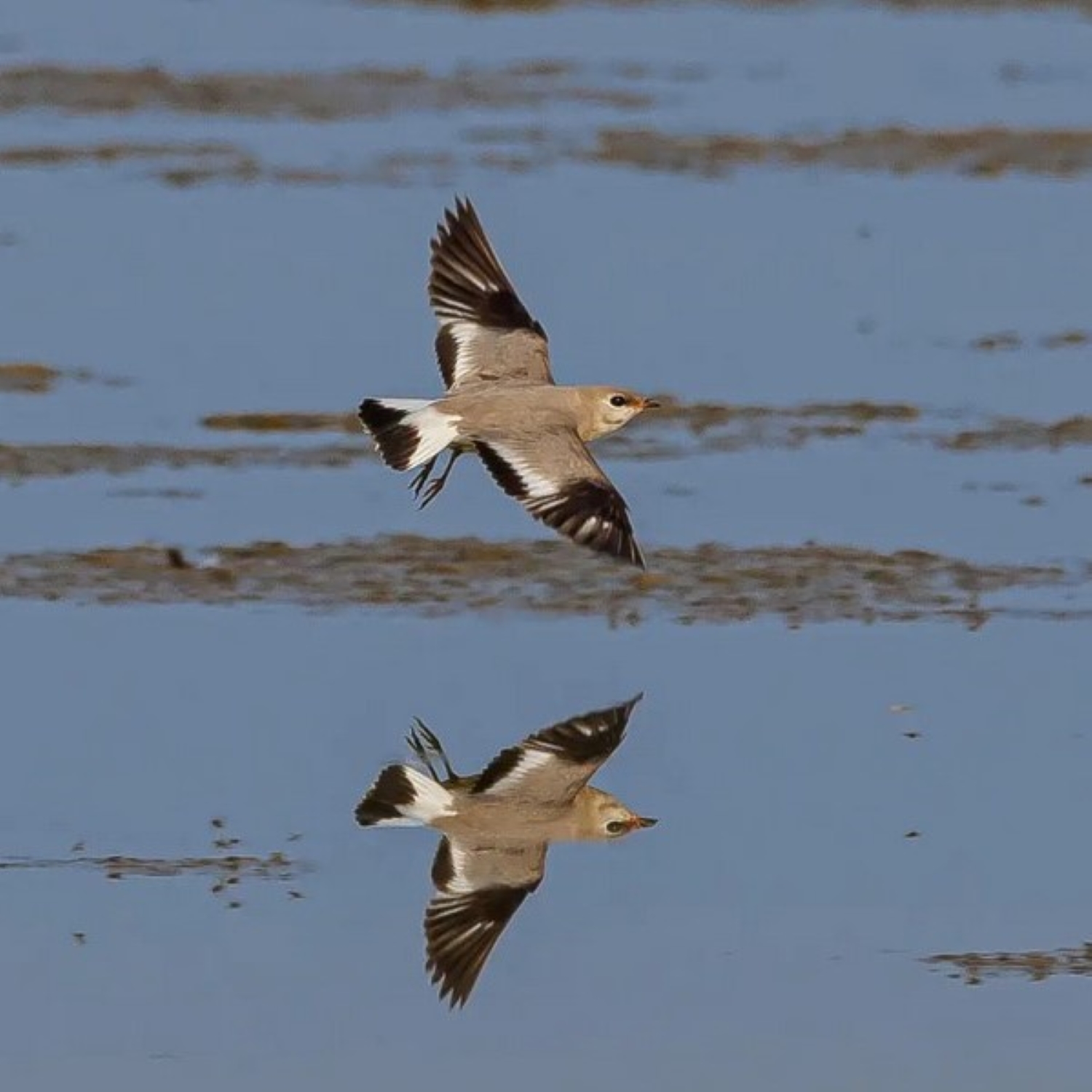 die Orientbrachschwalbe -   Oriental pratincole