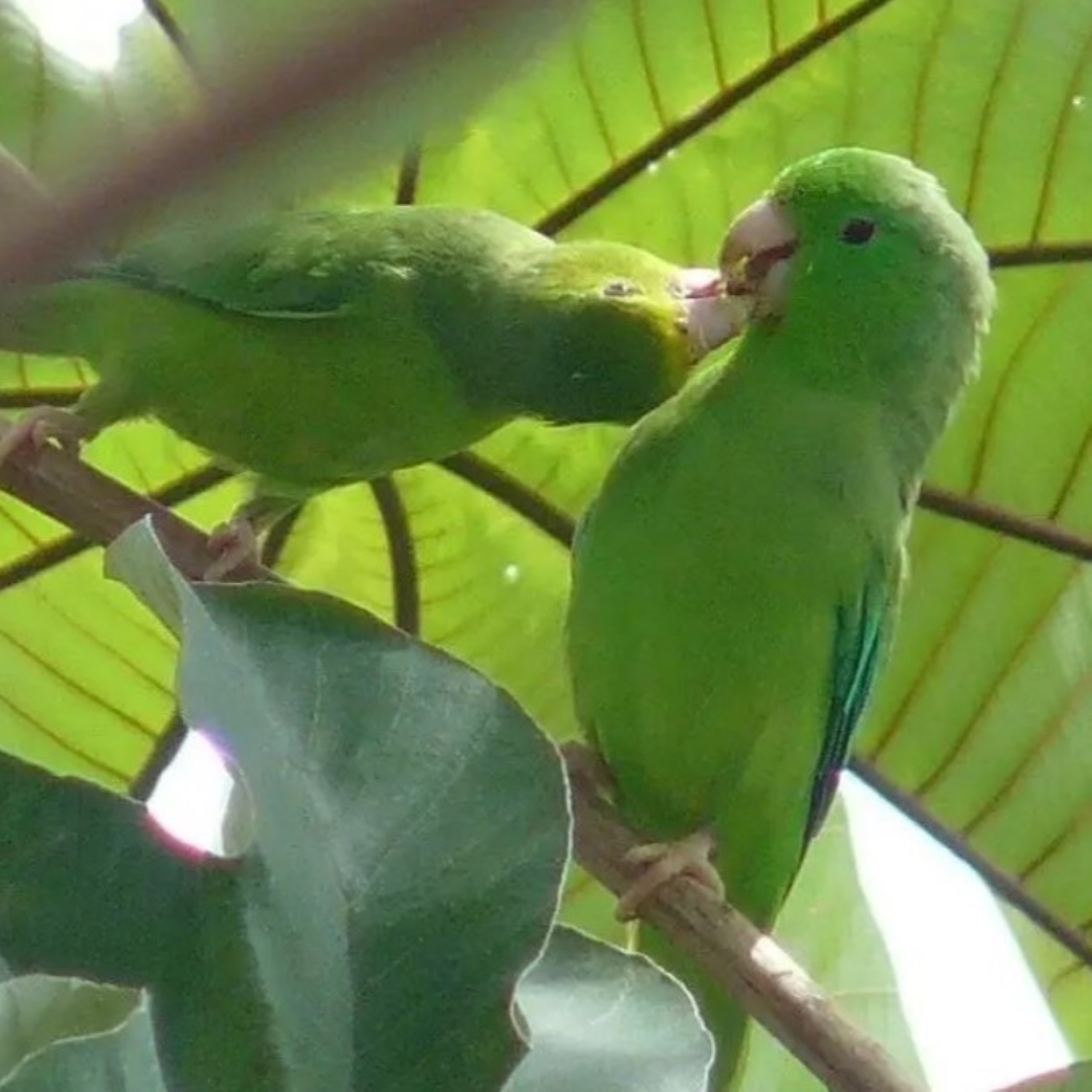 Grünbürzel-Sperlingspapagei