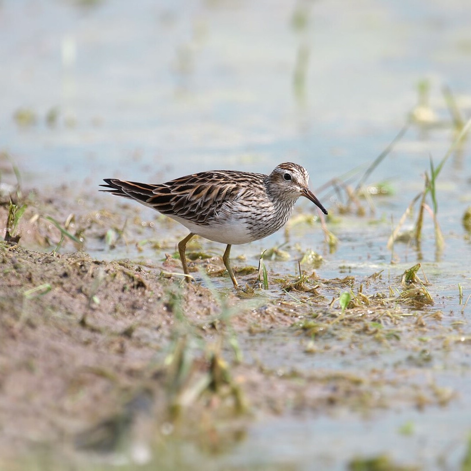 Graubrust-Strandläufer