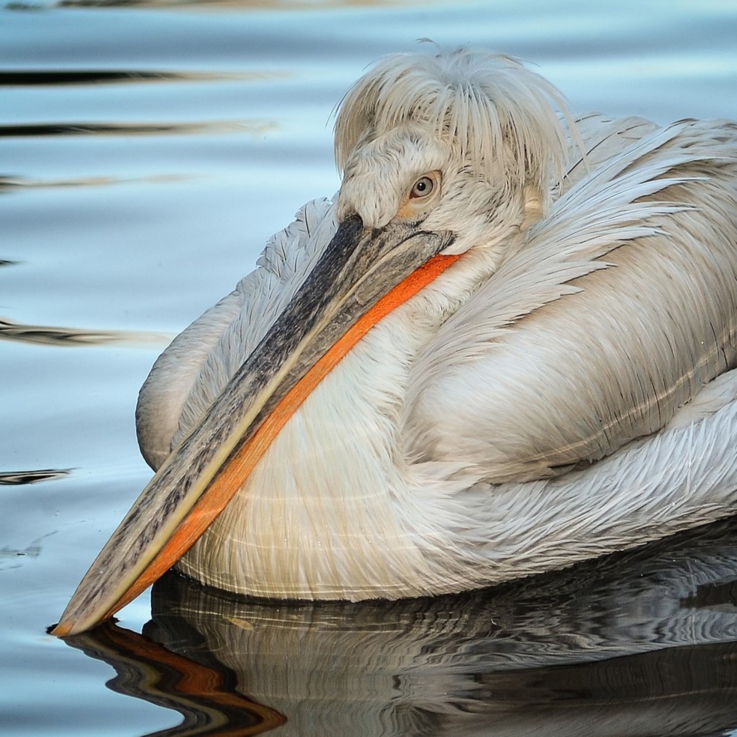 Krauskopf-Pelikan pelicanus crispus