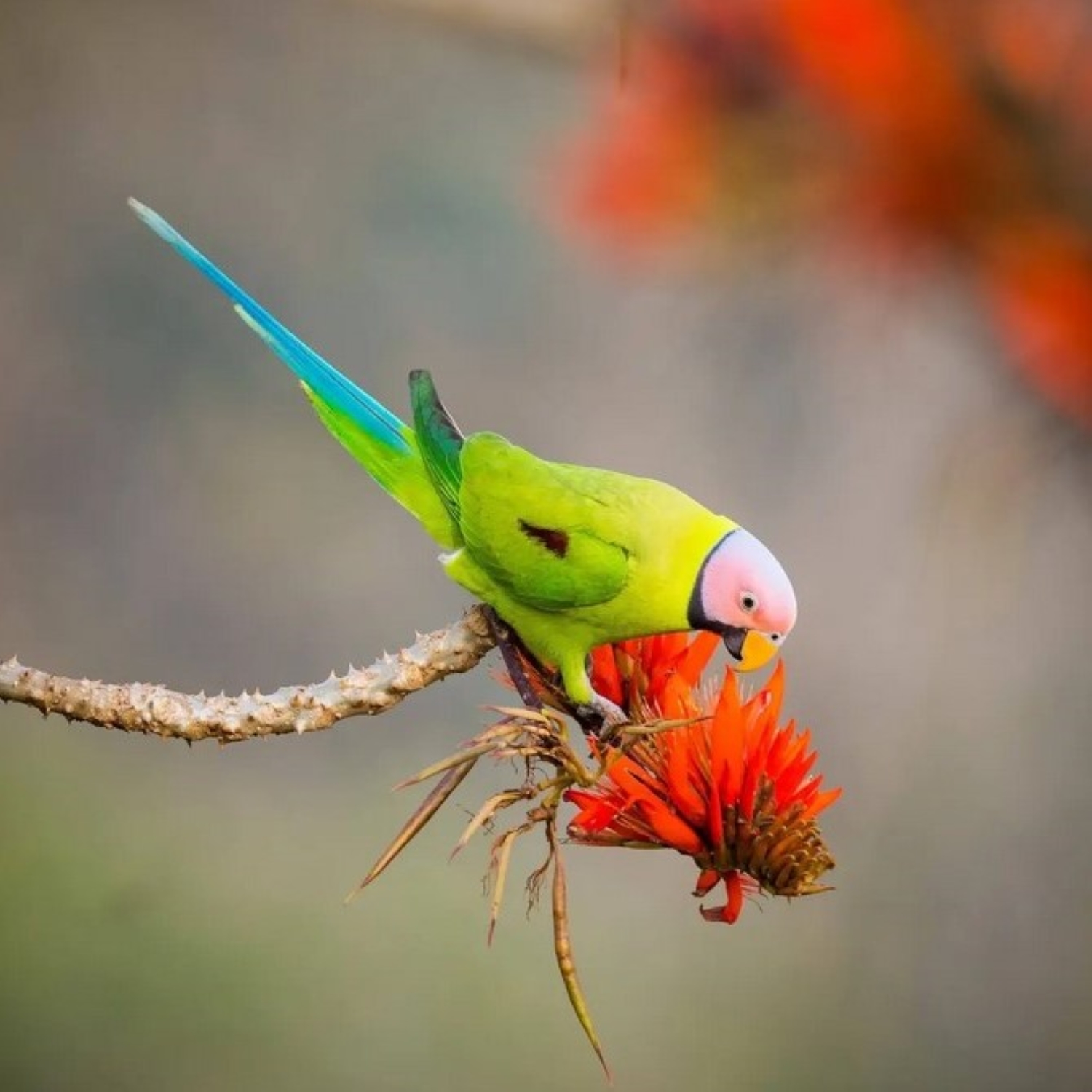 der Drogen-abhängige Pflaumenkopfsittich