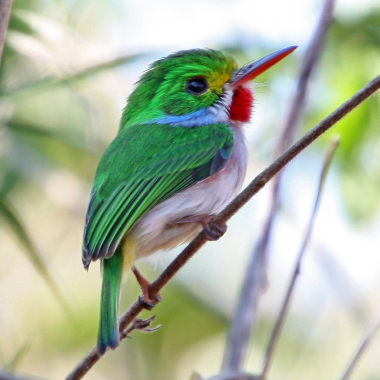 Cuban Tody - Carta Cuba