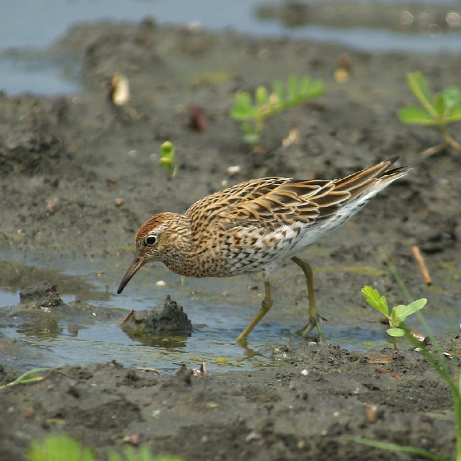 Sharp-tailed sandpiper