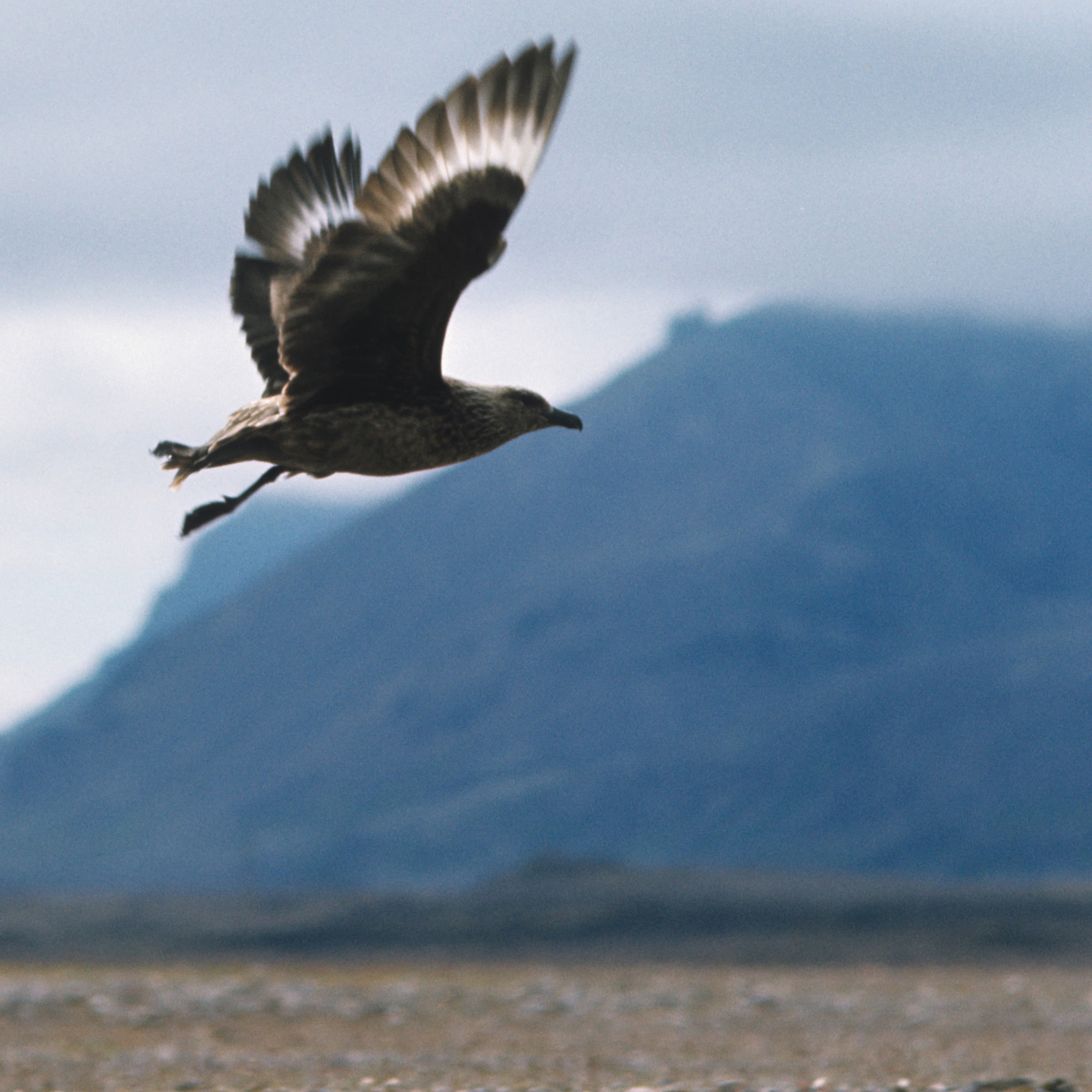 Skua - die große Raubmöwe