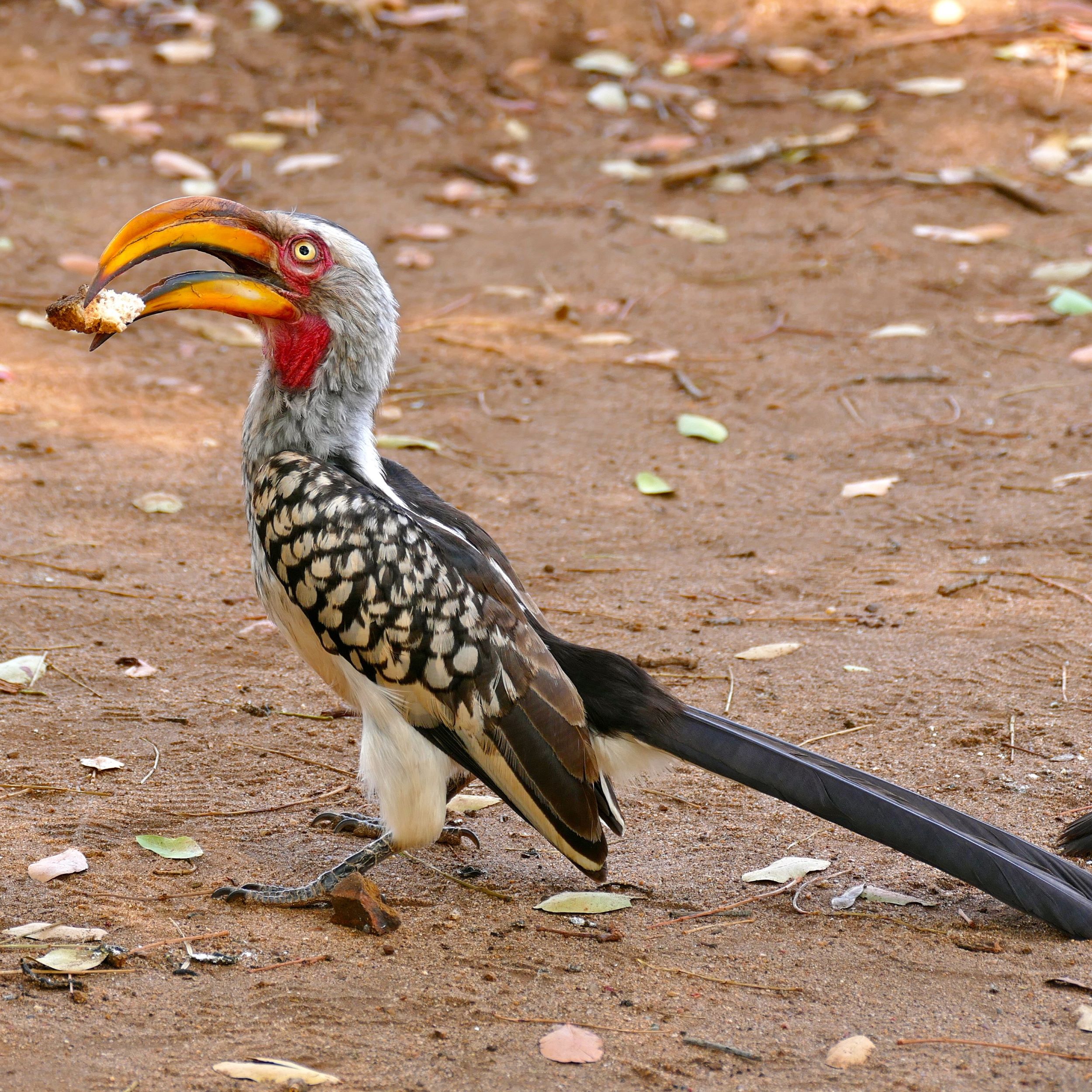 Südlicher Gelbschnabeltoko - southern yellow-billed hornbill