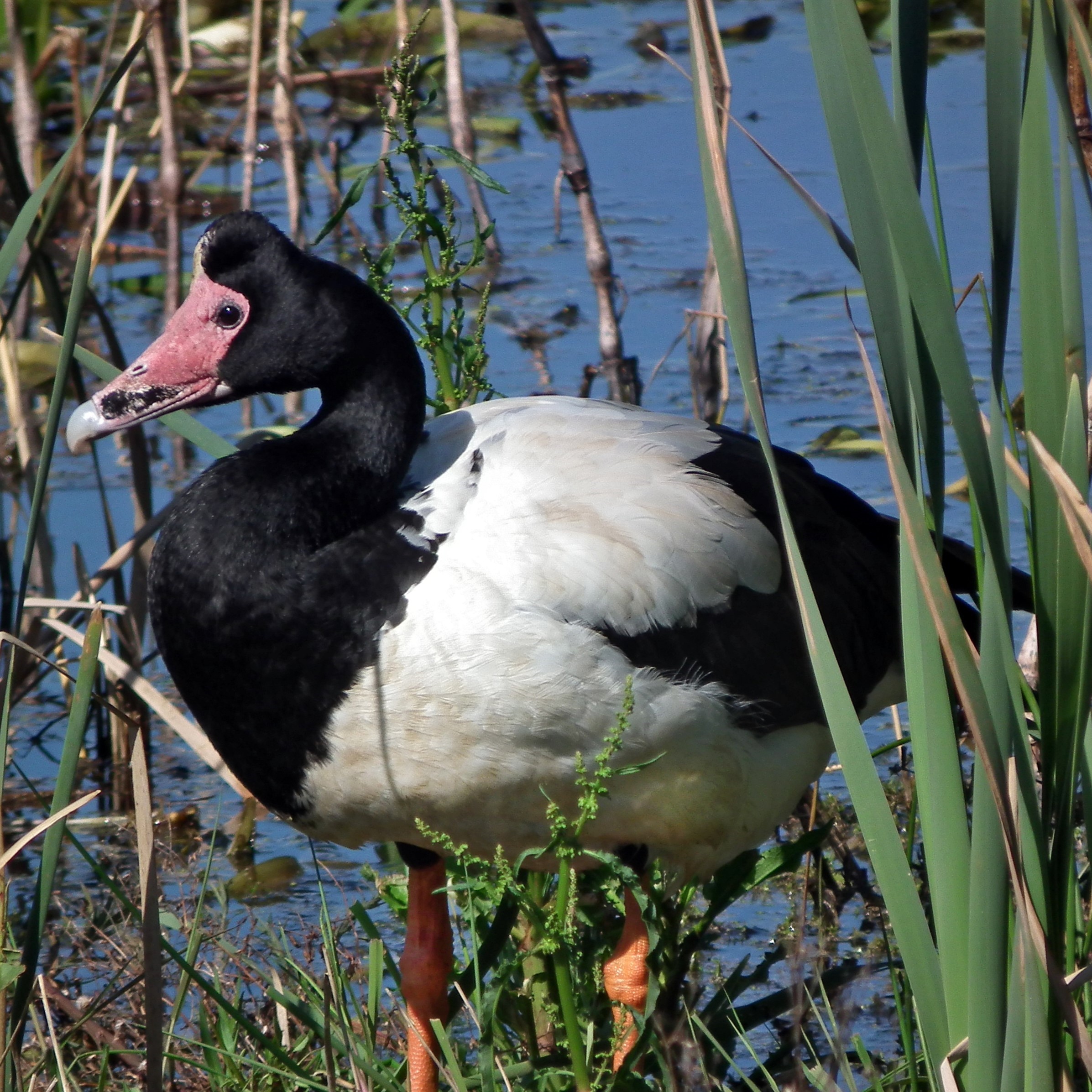 Merry X-mas mit der Gans der Woche