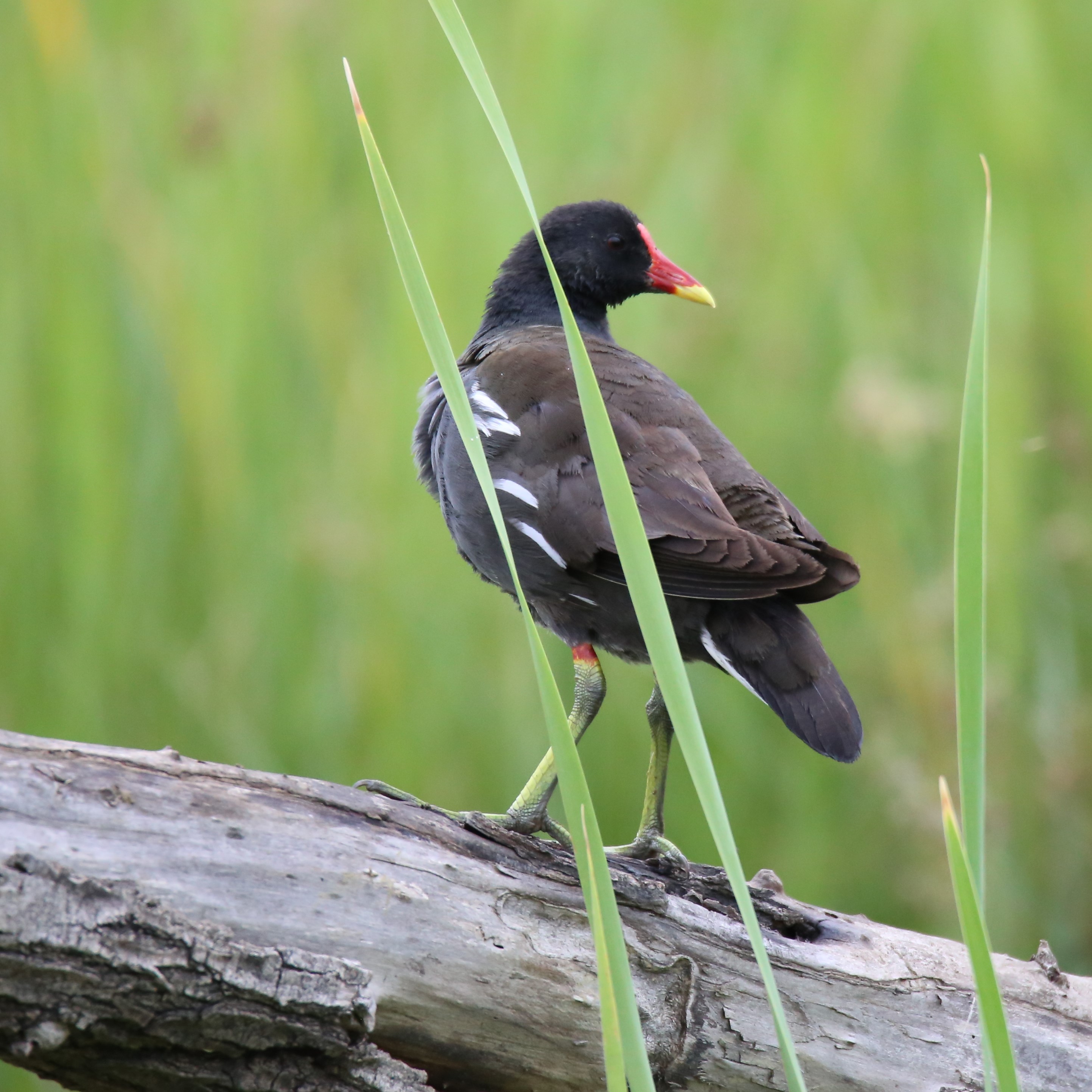 der heimliche Sommer- das Teichhuhn