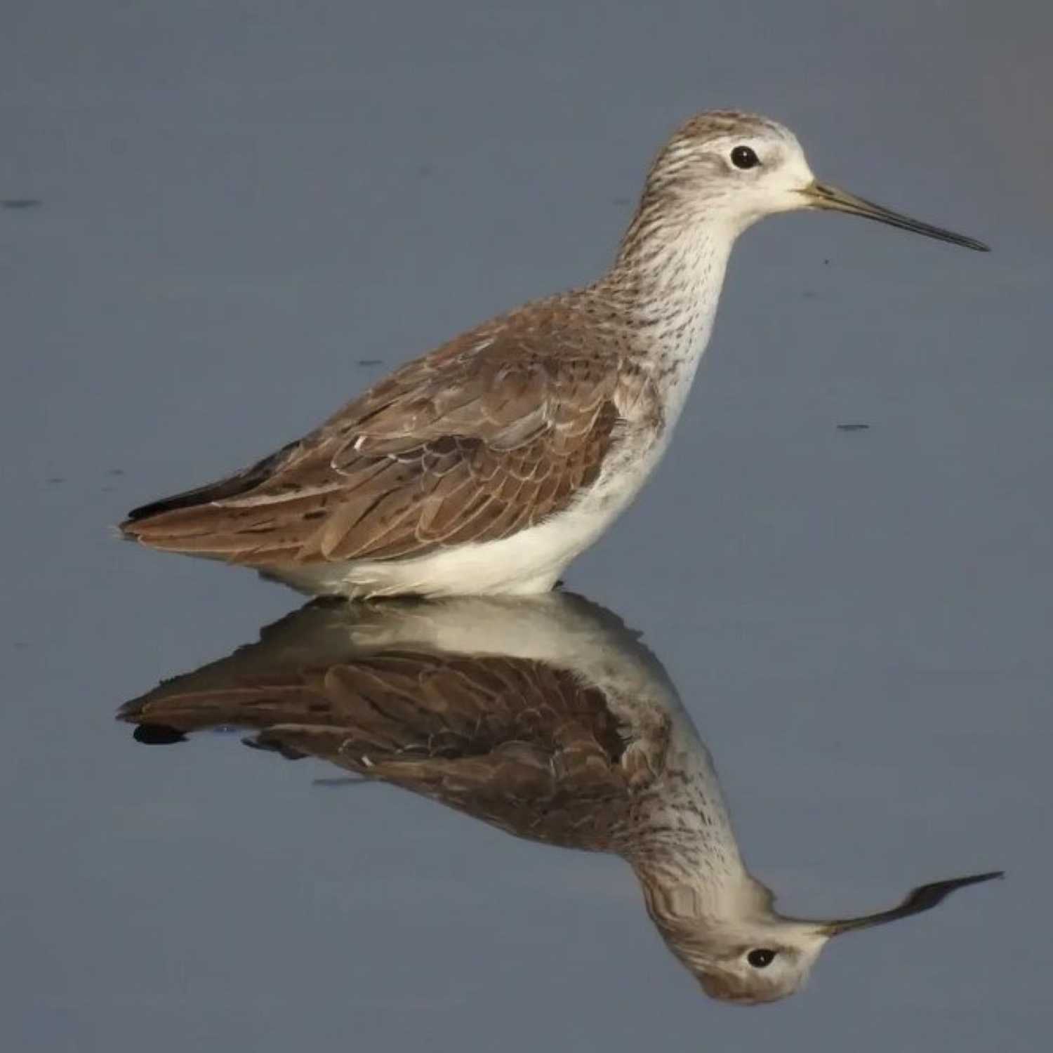 Teichwasserläufer - Tringa stagnatilis