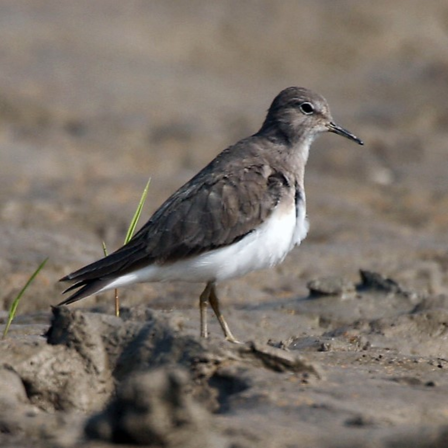Temminckstrandläufer