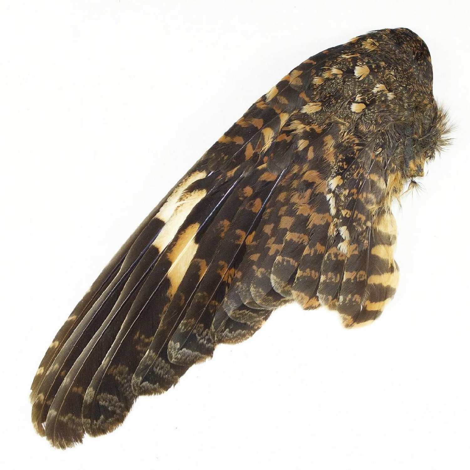 Nechisar-Nachtschwalbe