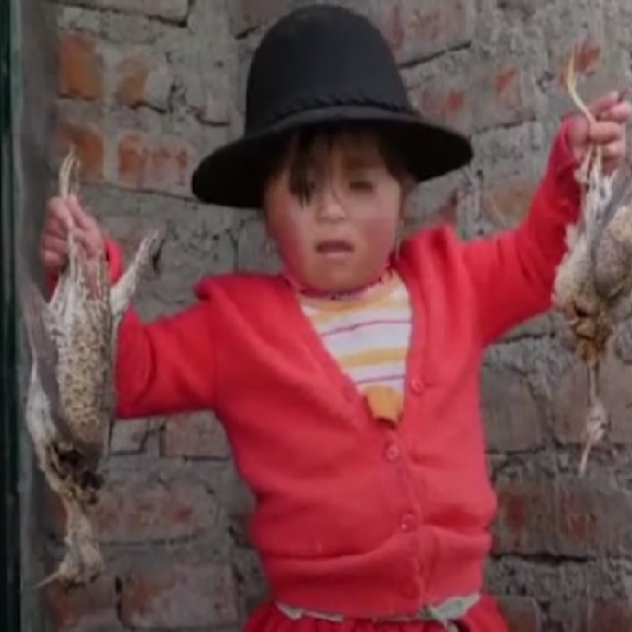 Prärieläufer oder Upland Sandpiper