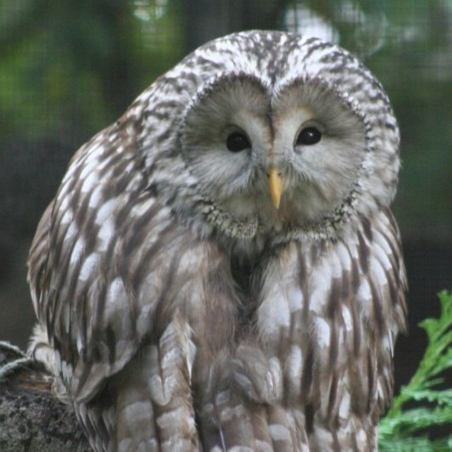 Habichtskauz - Ural Owl