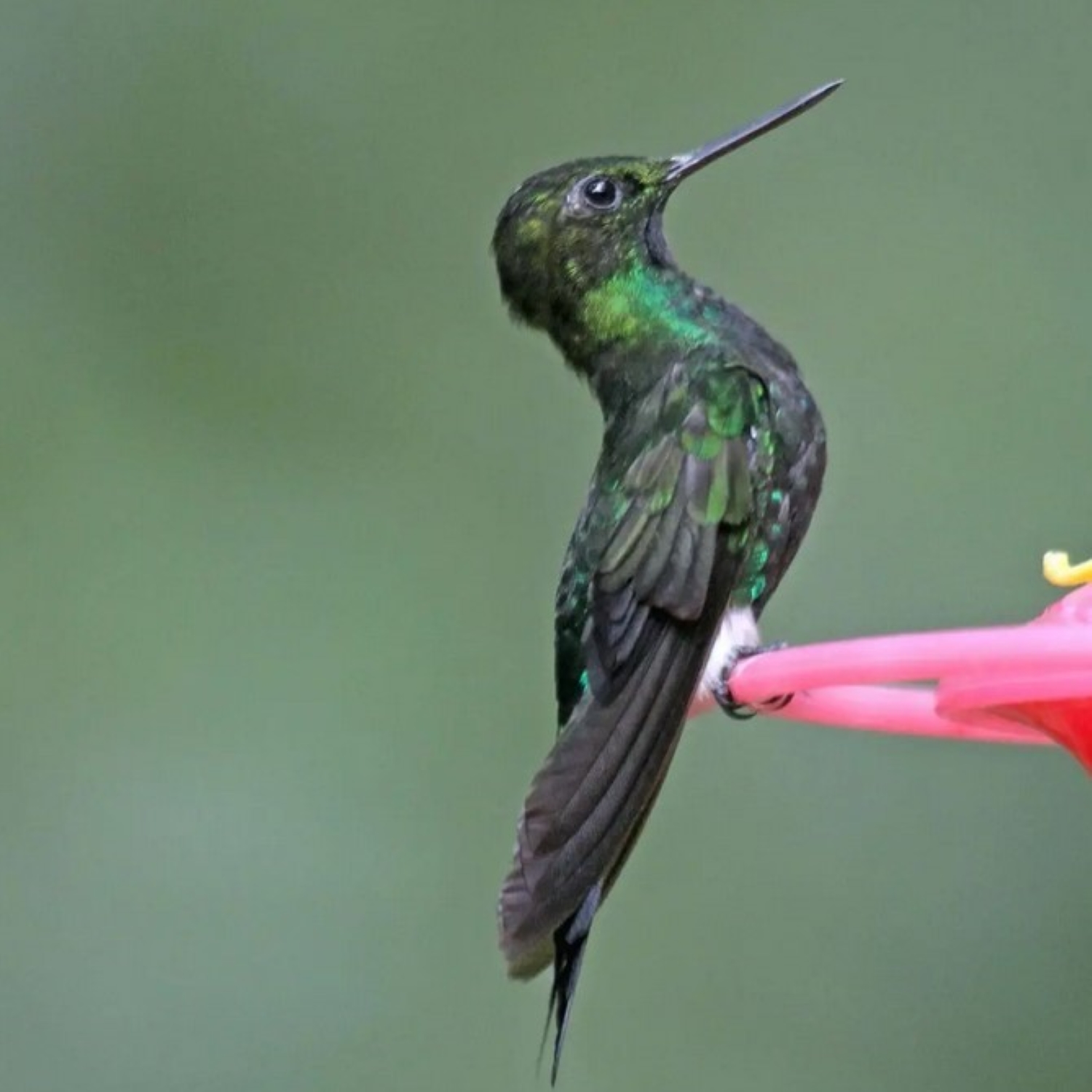 Violettkehl-Höschenkolibri - Glowing Puffleg