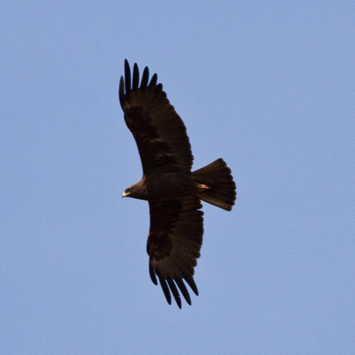 Wahlbergs Eagle