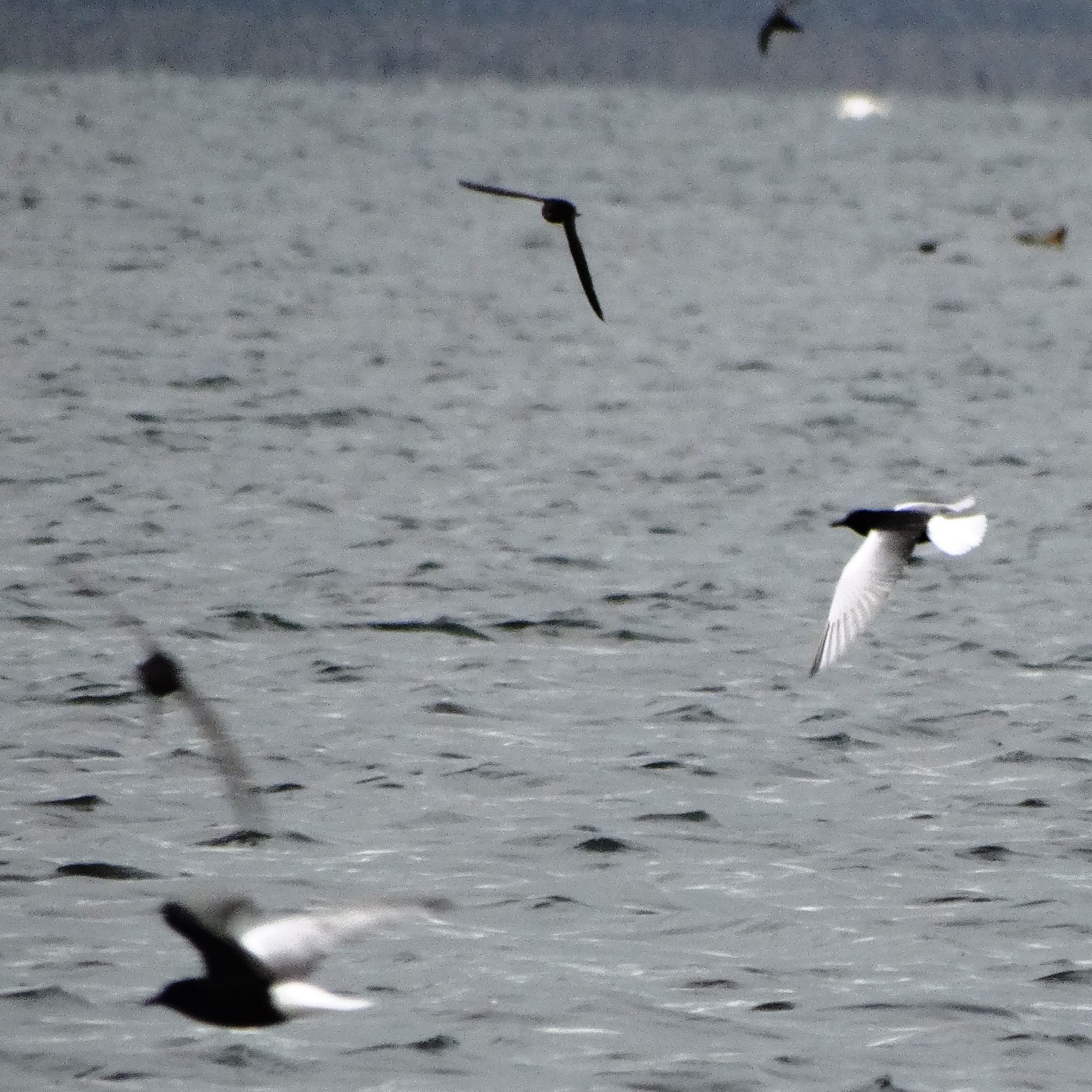 Weißflügel-Seeschwalbe