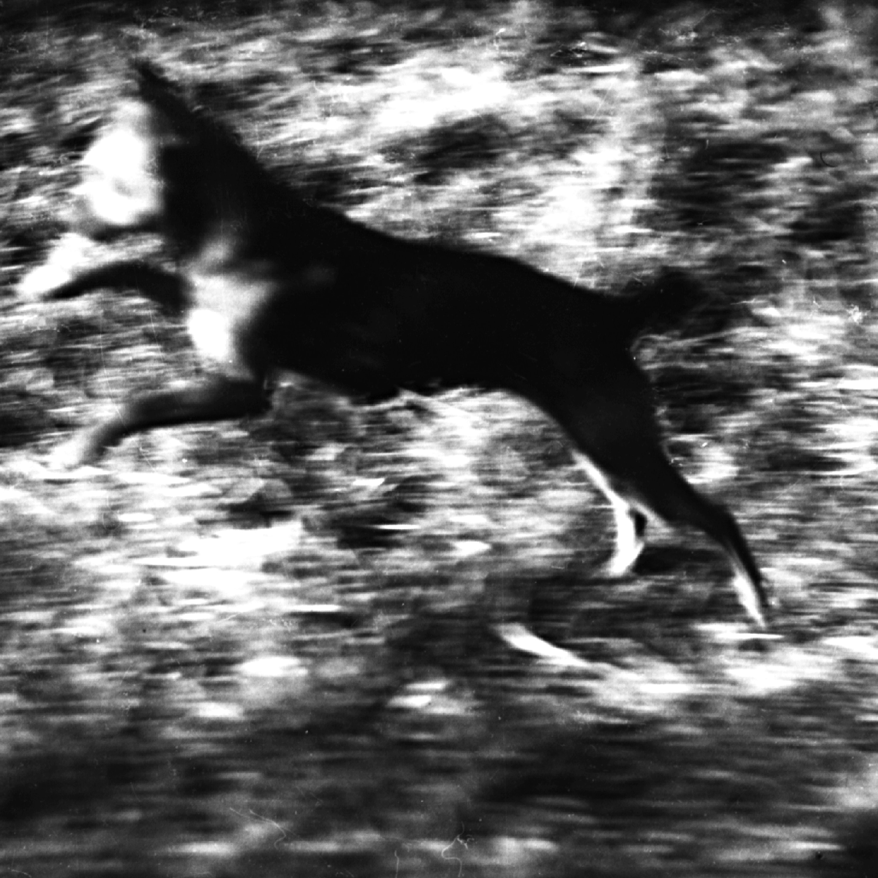 Buch der imaginären Wesen