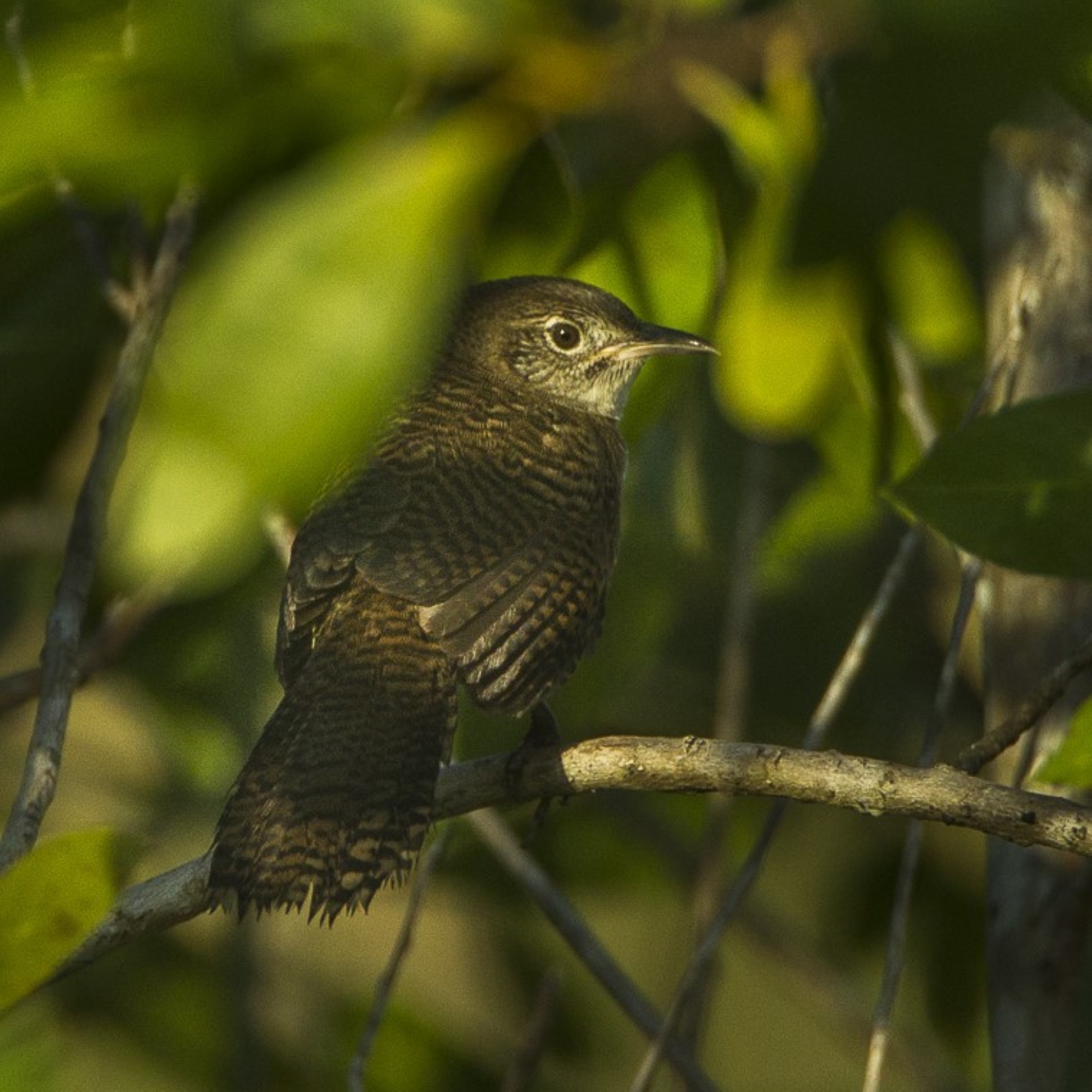 Zapata-Zaunkönig oder Kuba-Zaunkönig