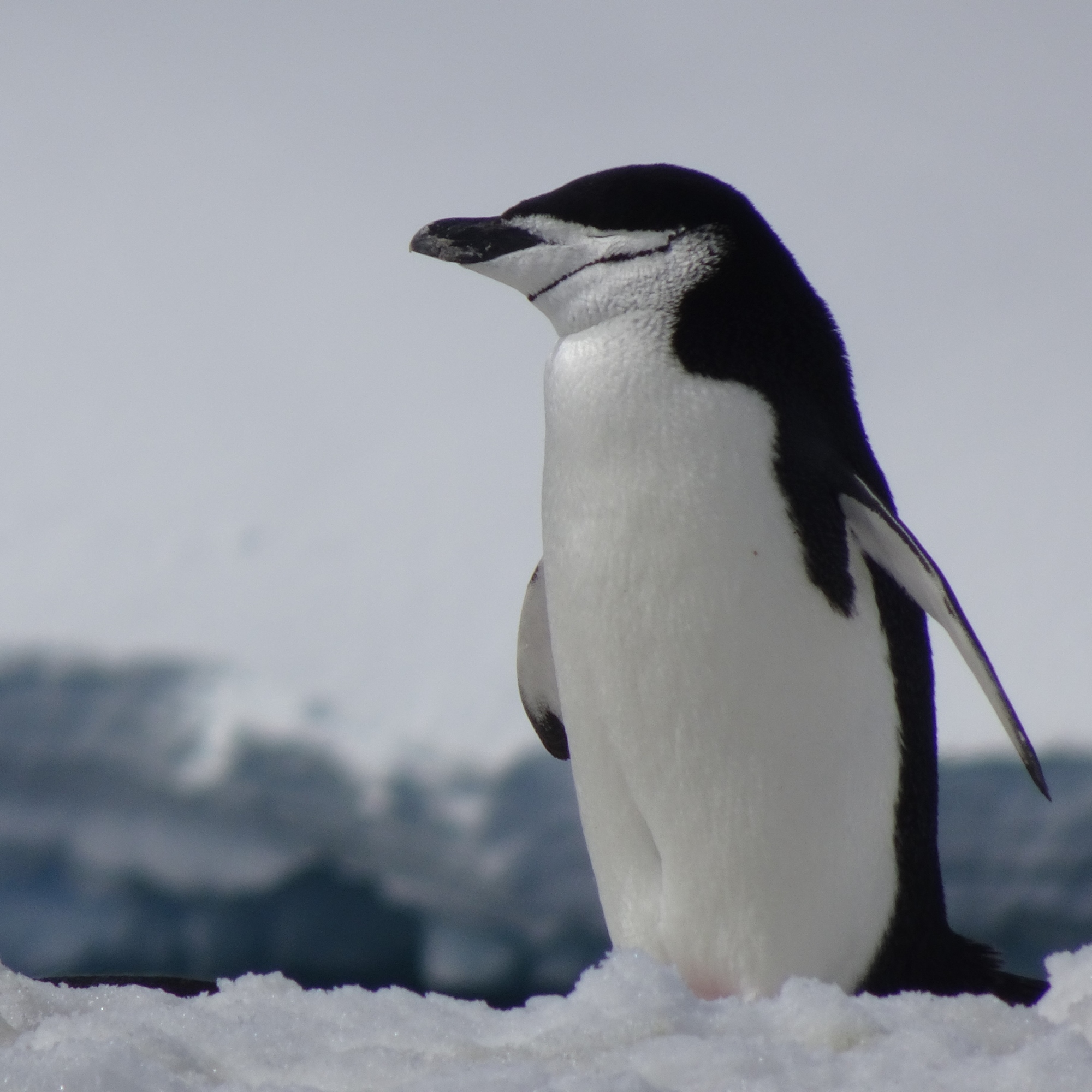 Zügelpinguin oder Kehlstreif-Pinguin