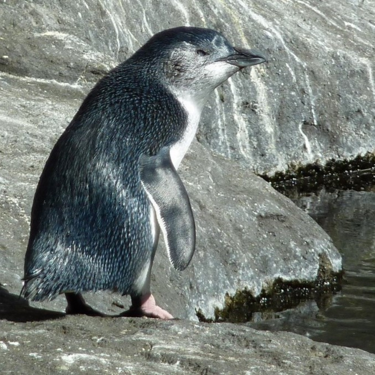 Zwergpinguin - little pinguin