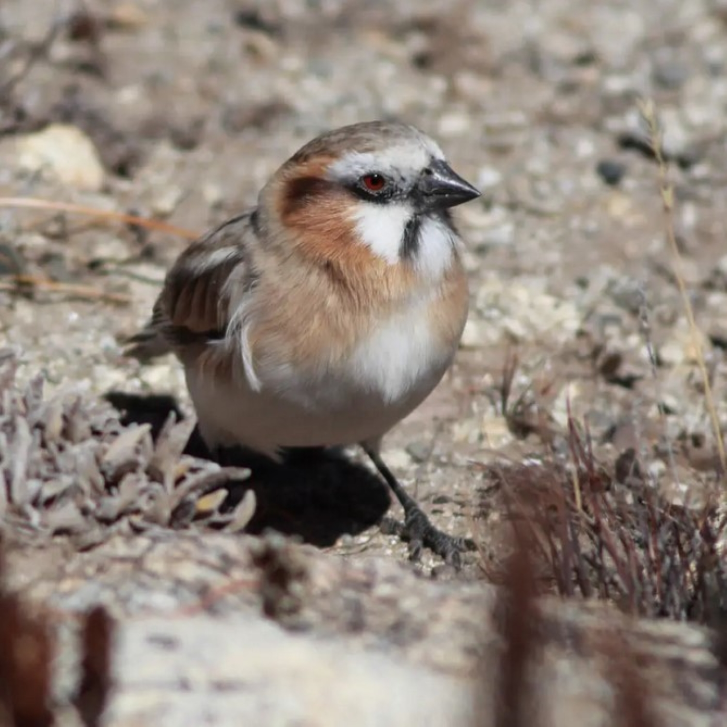 Afghanischer Schneefink - afghan snowfinch