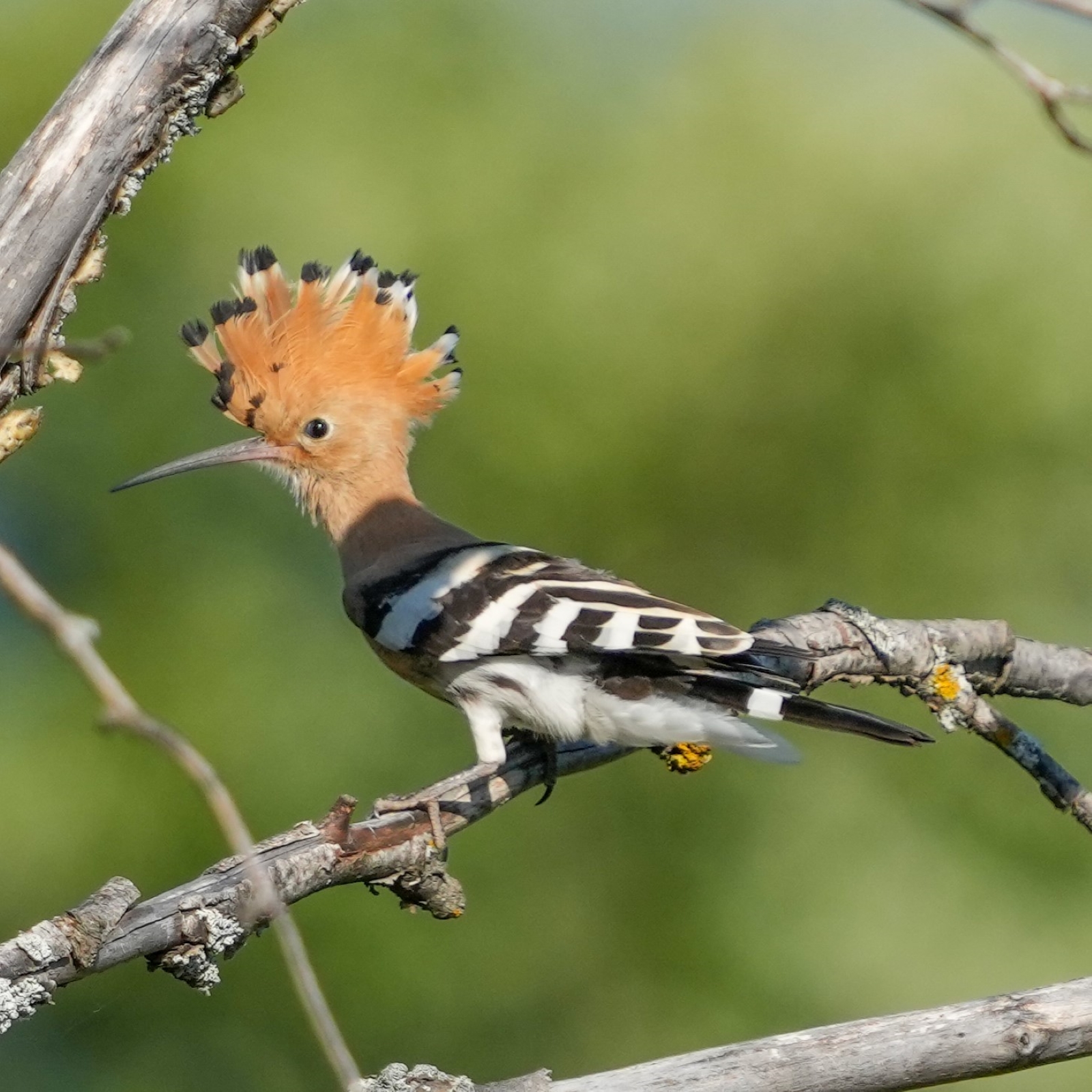 Wiedehopf - upupa epops
