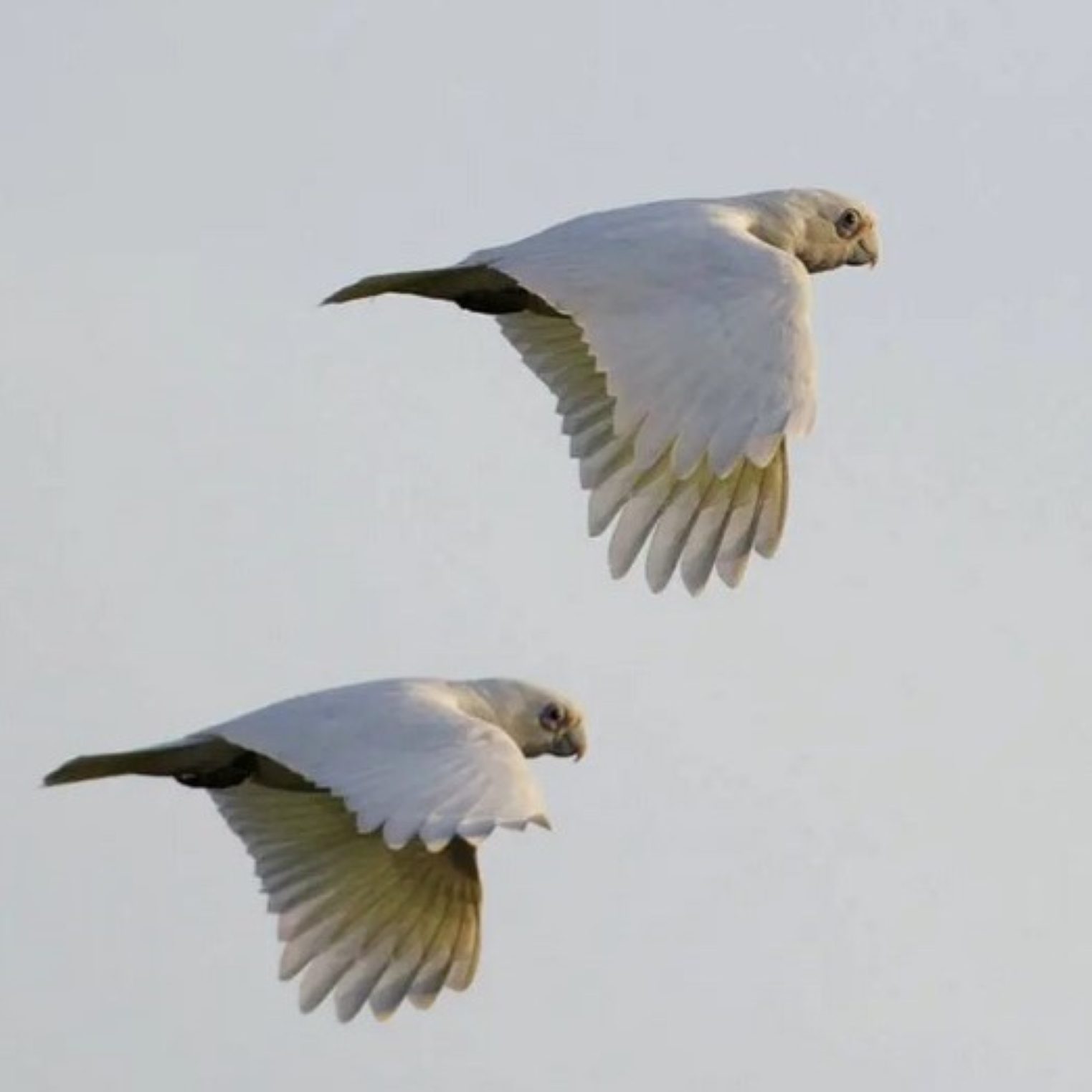der Nacktaugen-Kakadu oder little Corella