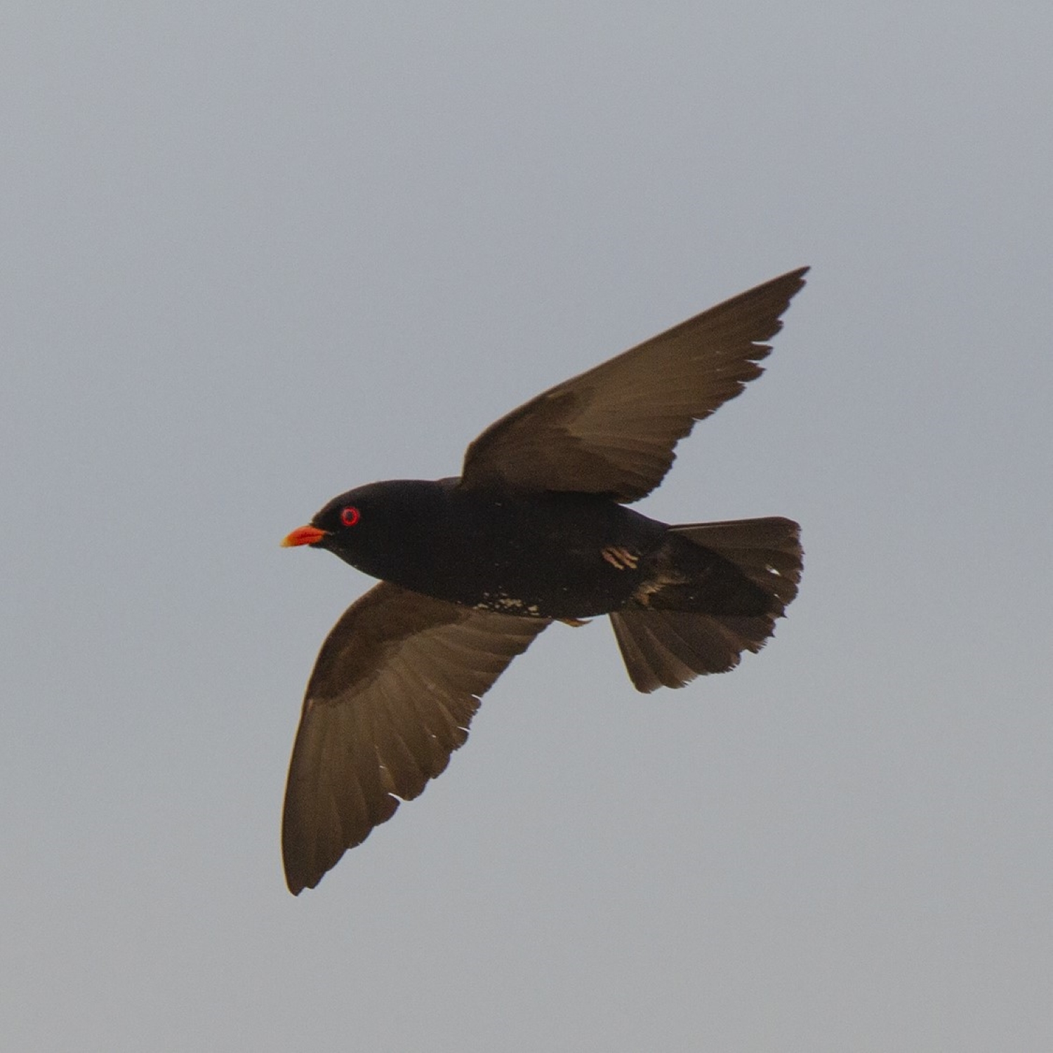 Rotaugenschwalbe - African River Martin