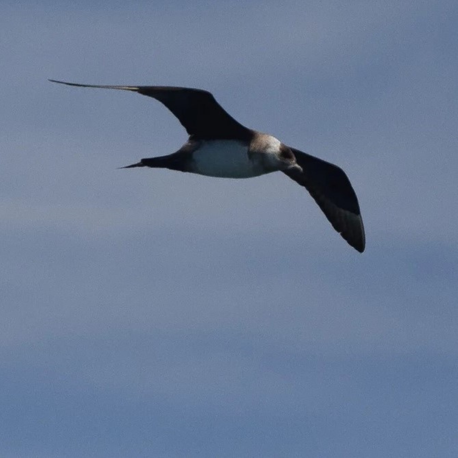 Schmarotzer-Raubmöwe