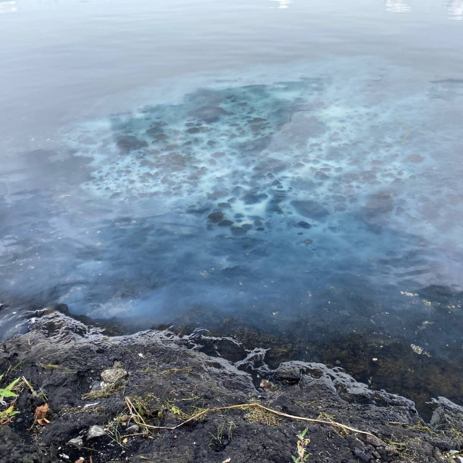 Vogel der Woche - bird of the week