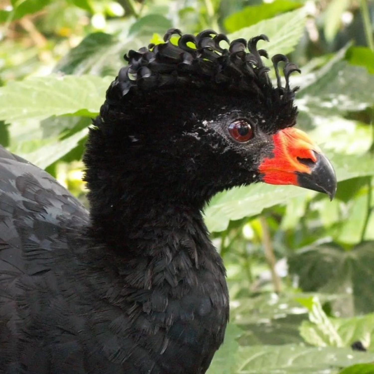 Karunkelhokko - wattled Curassow