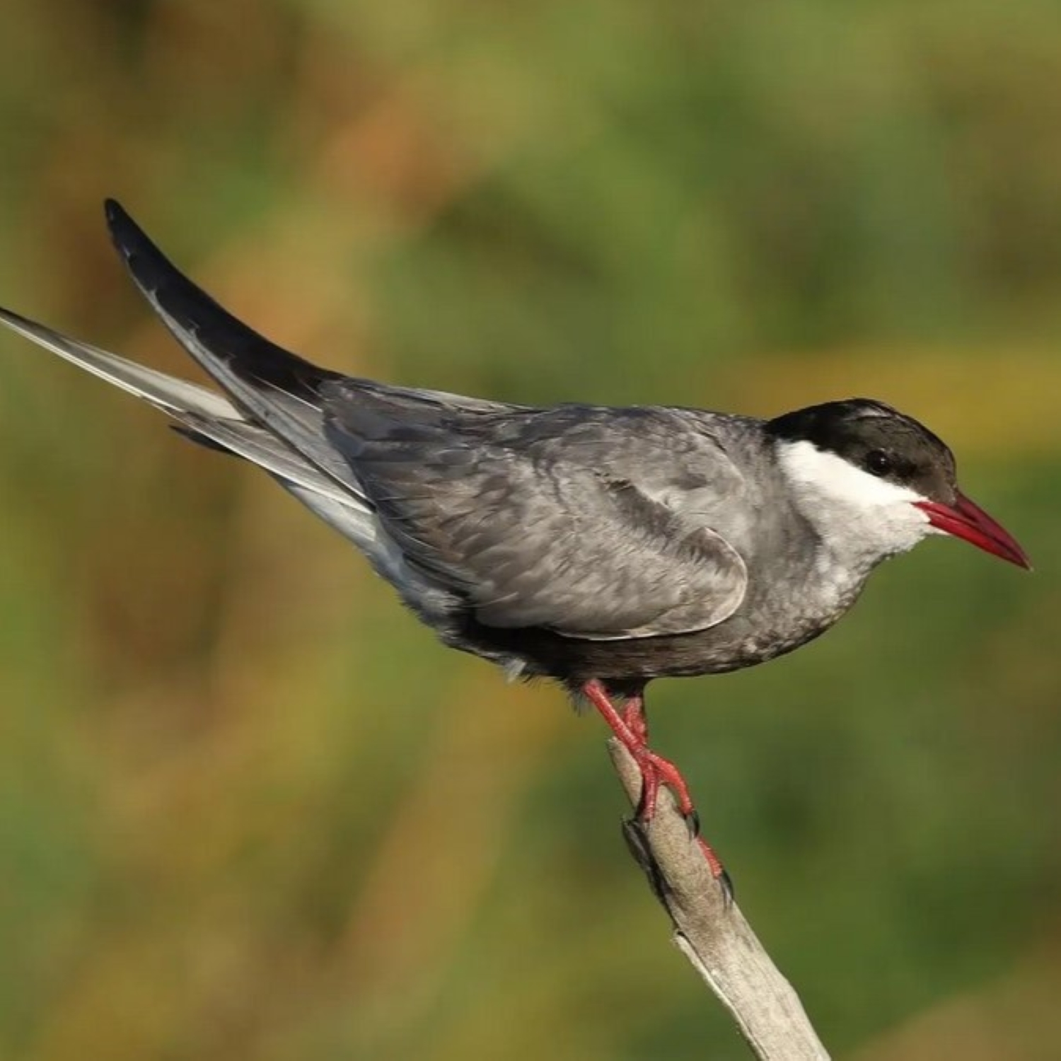 Weißbart-Seeschwalbe