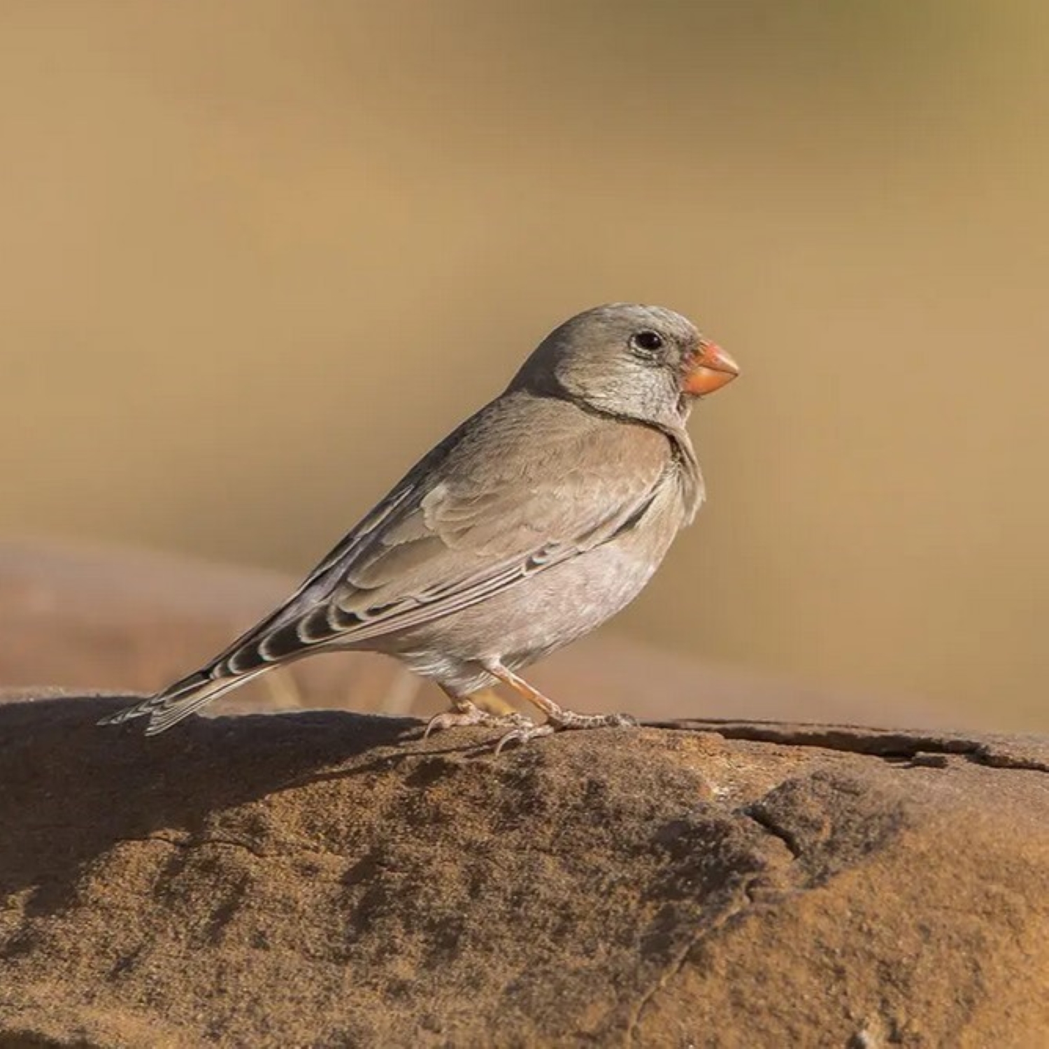 Wüstengimpel oder Wüstentrompeter