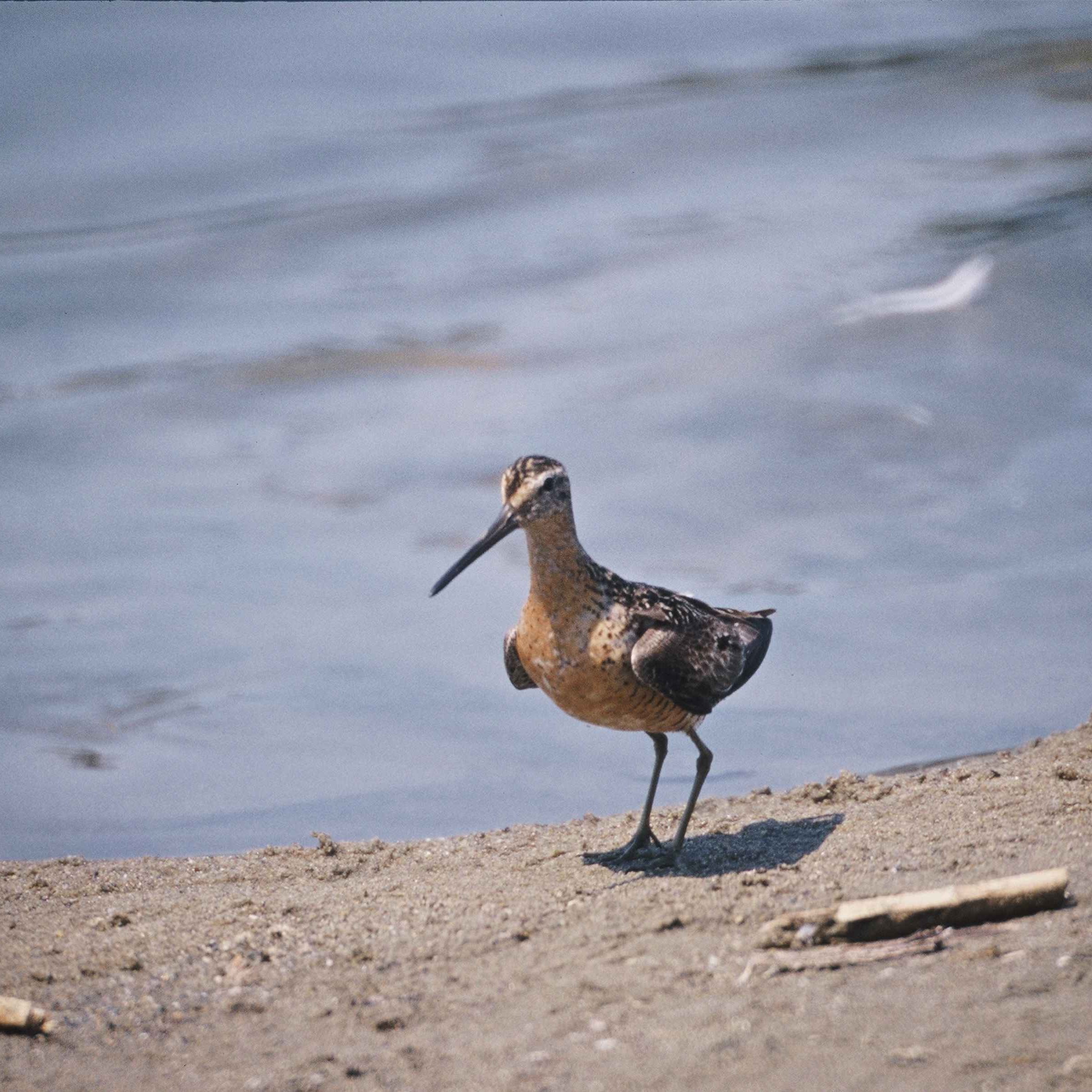 Tundraschlammläufer