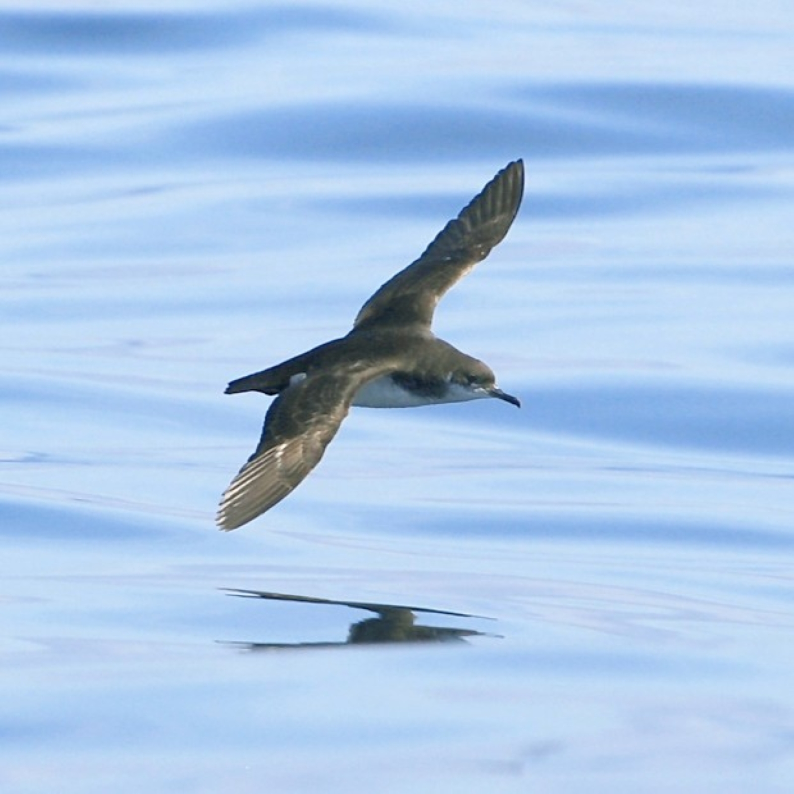 Atlantik-Sturmtaucher