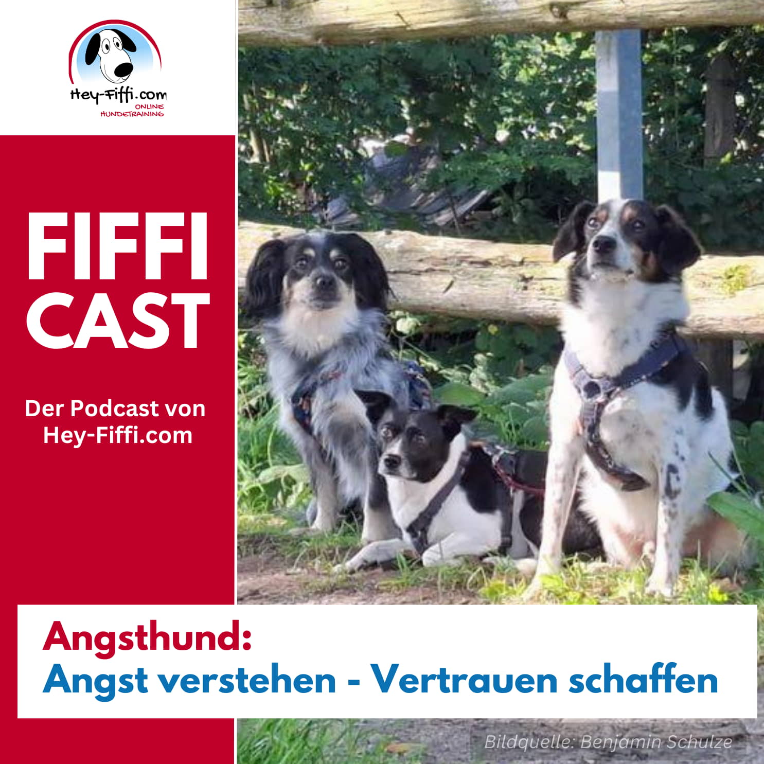 Angsthund: Angst verstehen - Vertrauen schaffen Angsthund: Angst verstehen - Vertrauen schaffen