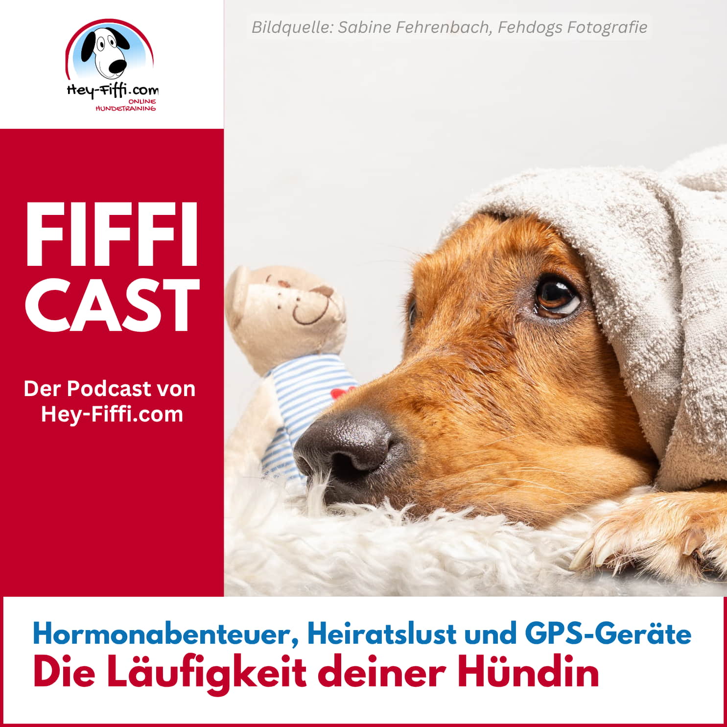 Hormonabenteuer, Heiratslust und GPS-Geräte: Die Läufigkeit deiner Hündin Hormonabenteuer, Heiratslust und GPS-Geräte: Die Läufigkeit deiner Hündin