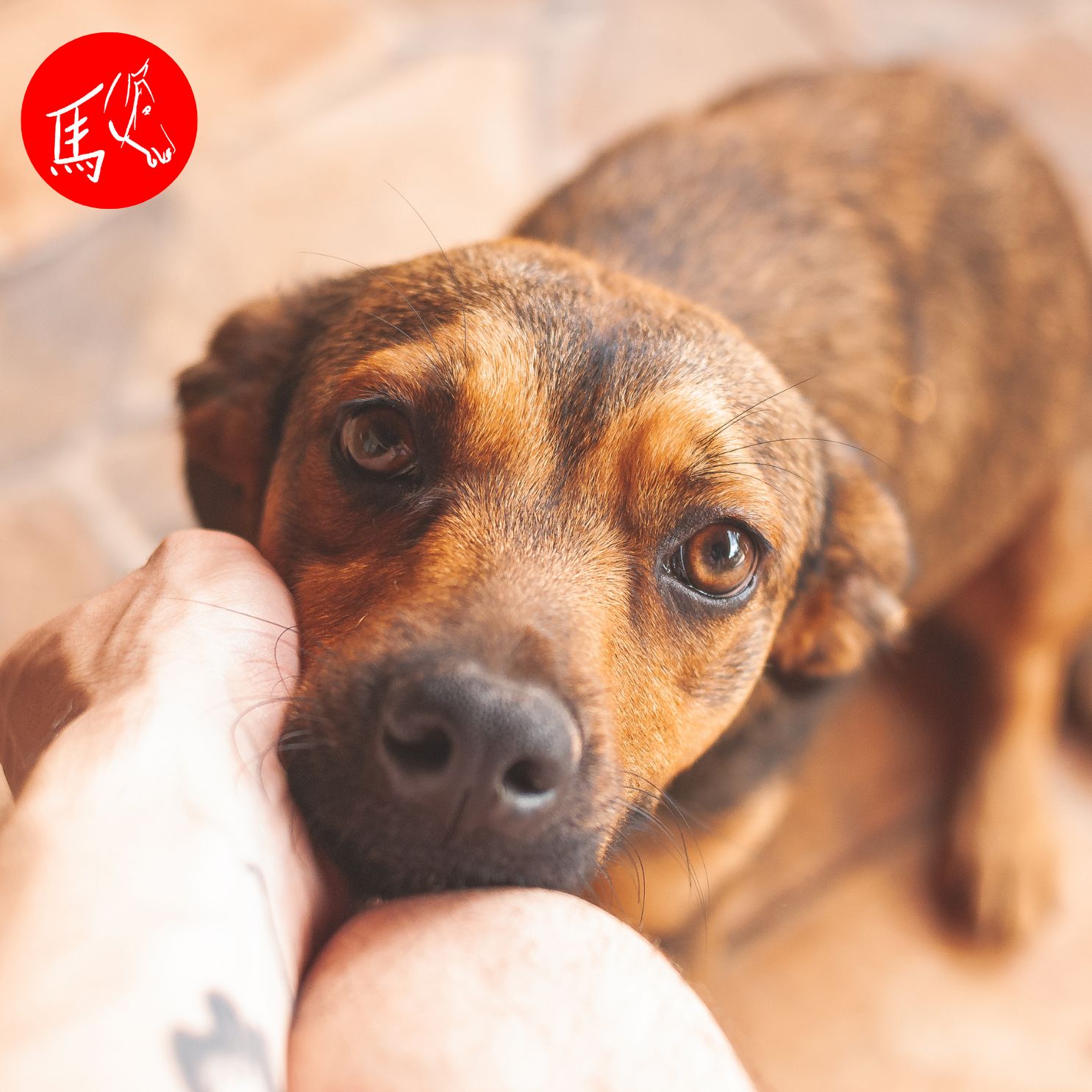 Mehr als nur ein Tier: Wie Tiere uns helfen, stärker zu werden