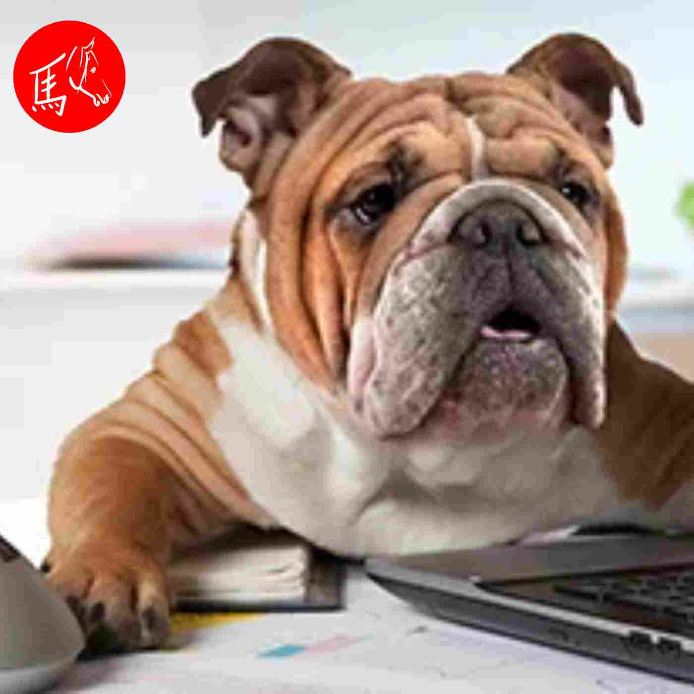 Infoabend "Praxisaufbau für Tier-Therapeuten"