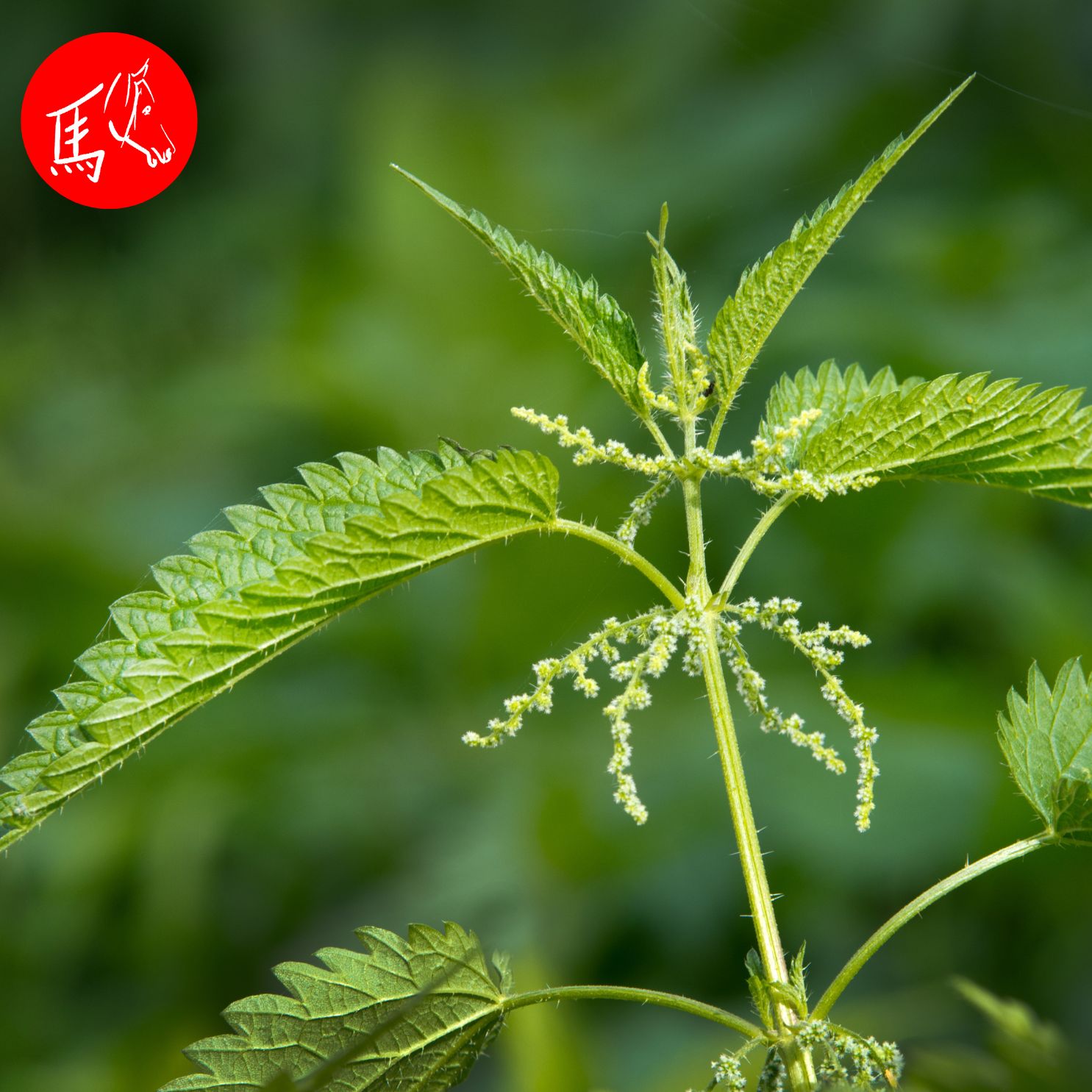 Heilpflanzen für Tiere: Brennnessel