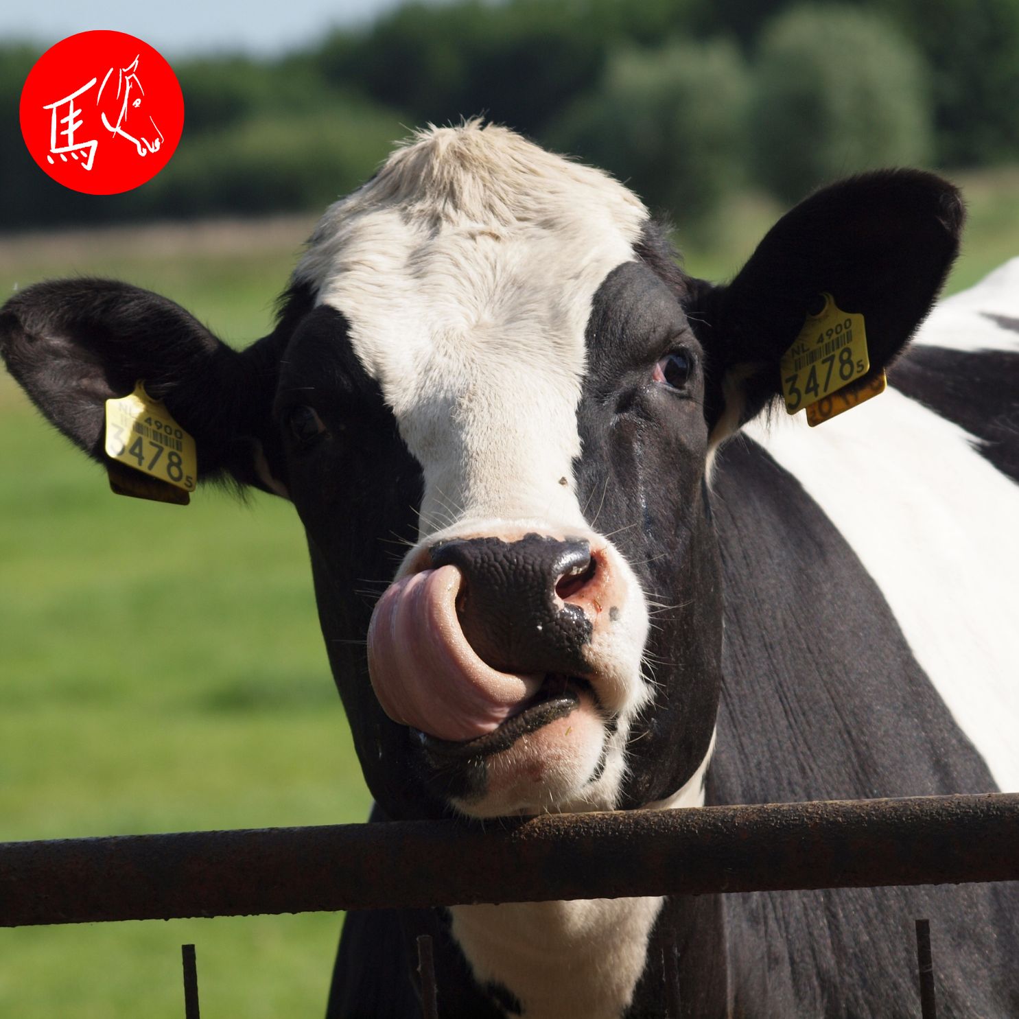 Nachhaltige Behandlungskonzepte für Klauentiere