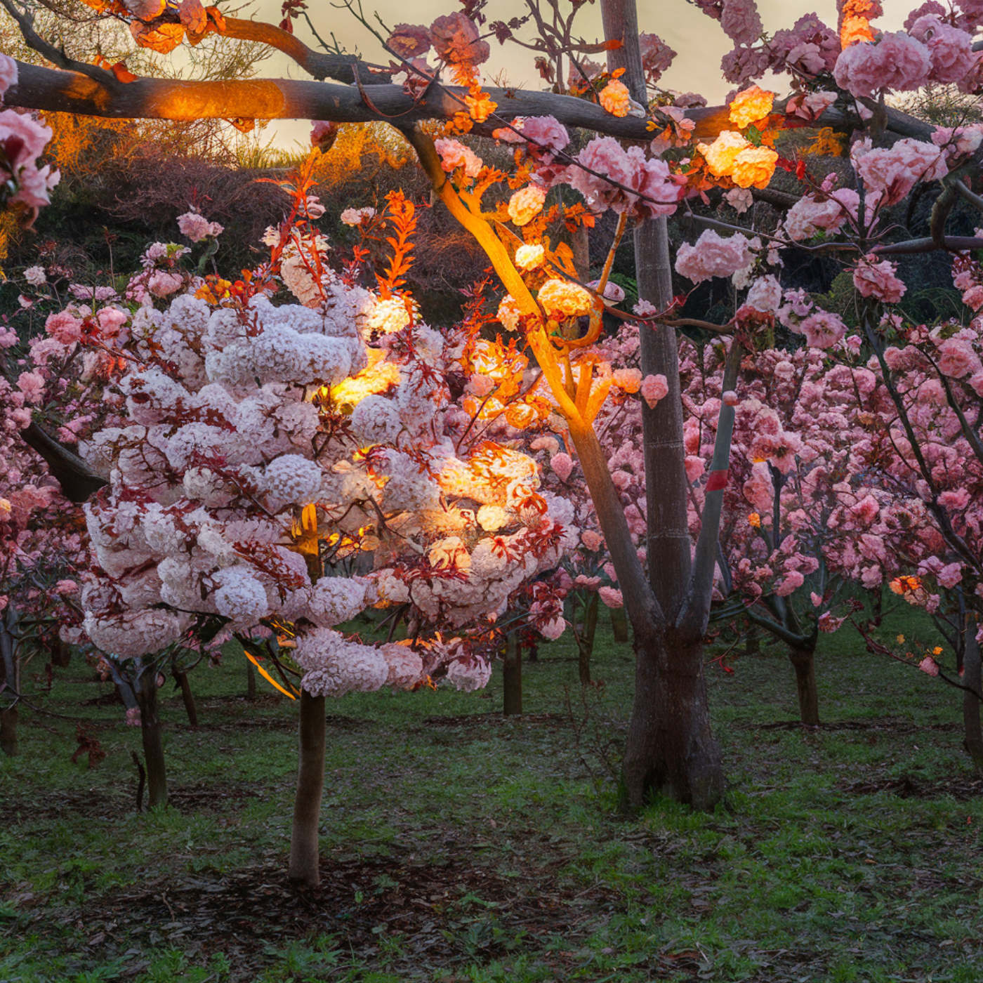 (ohne Musik) Di, 31.03. Entspannt einschlafen - Kirschblütenruhe – Ein Spaziergang im japanischen Garten