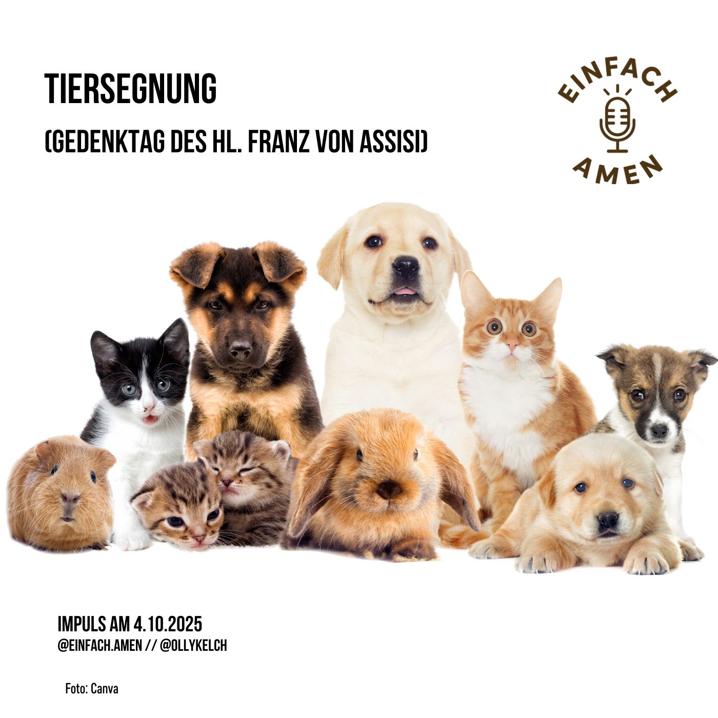 Hl. Franz von Assisi mit Tiersegnung (4.10.2025) Hl. Franz von Assisi mit Tiersegnung (4.10.2025)
